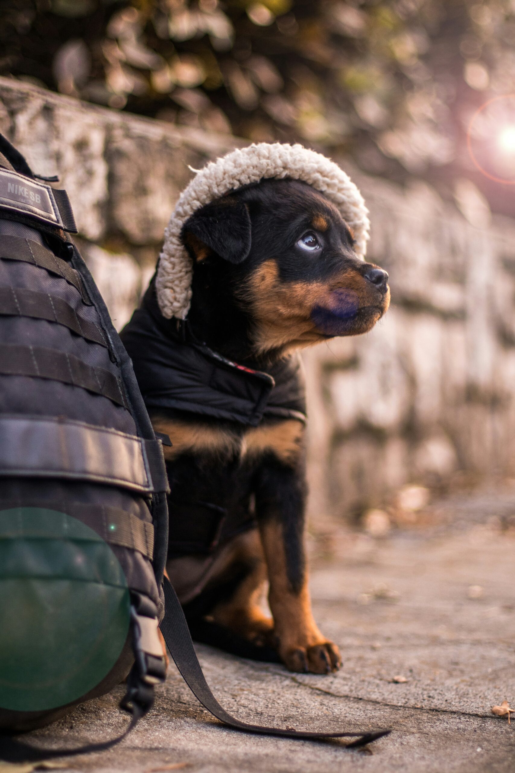 Cute Rottweiler puppy wearing a fluffy winter hat, sitting next to a backpack outdoors.