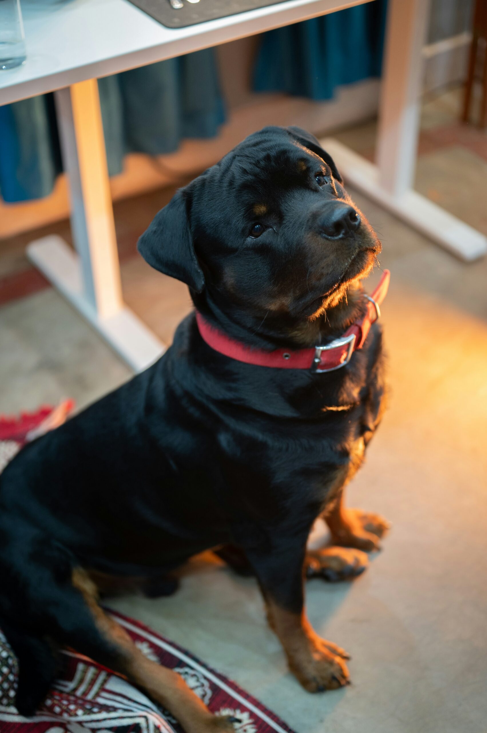 Young Rottweiler with a red collar sitting indoors on a patterned rug, bathed in warm light.