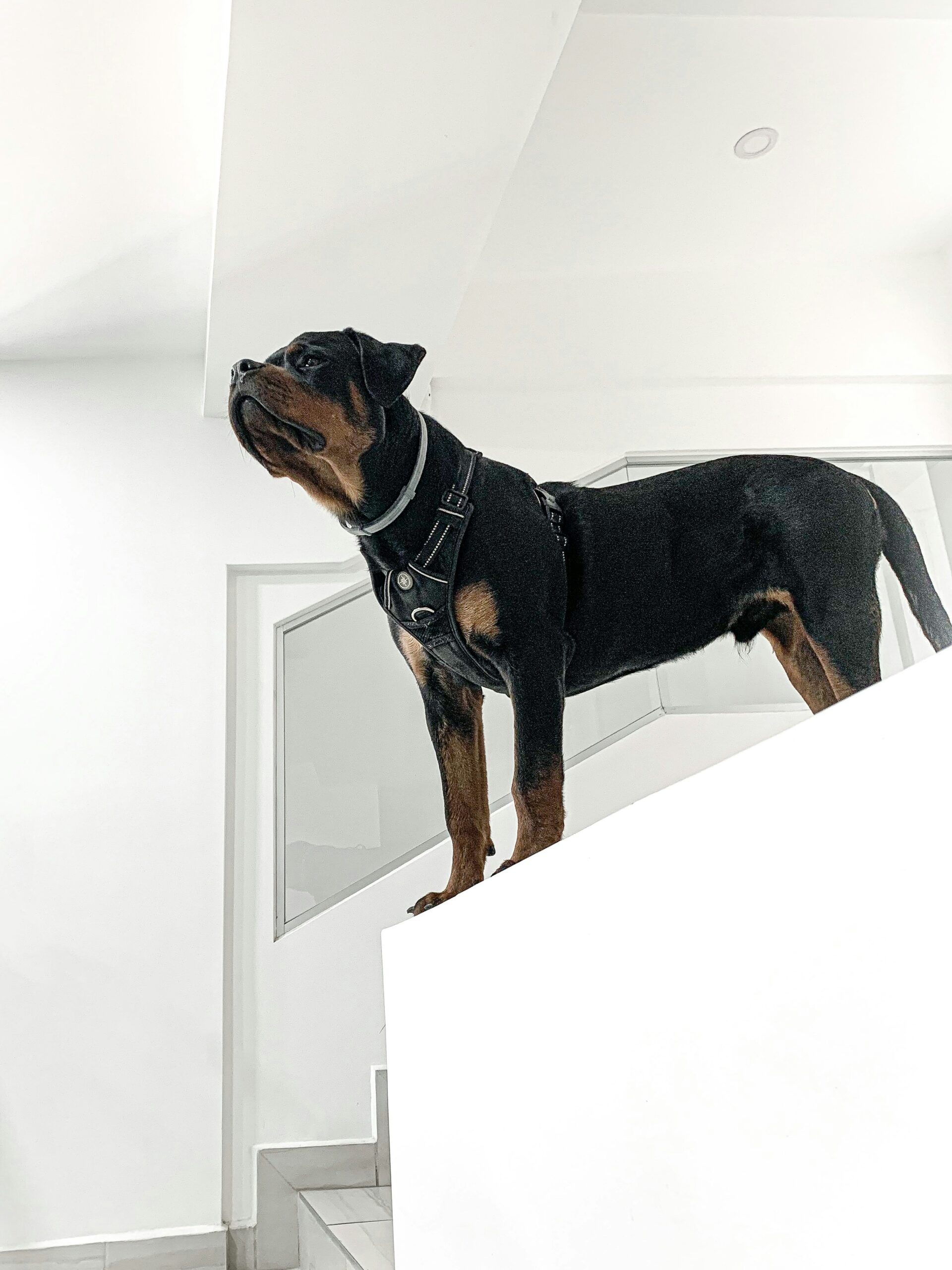 Alert Rottweiler standing on white stairs, wearing a black harness in a modern home setting.