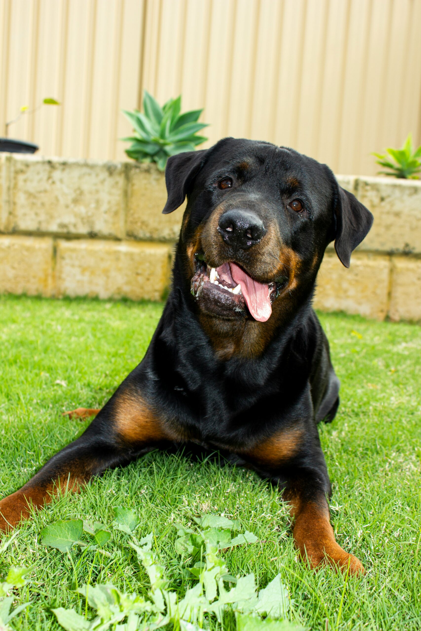 Happy Rottweiler lying on green grass, panting with a playful expression, garden background.