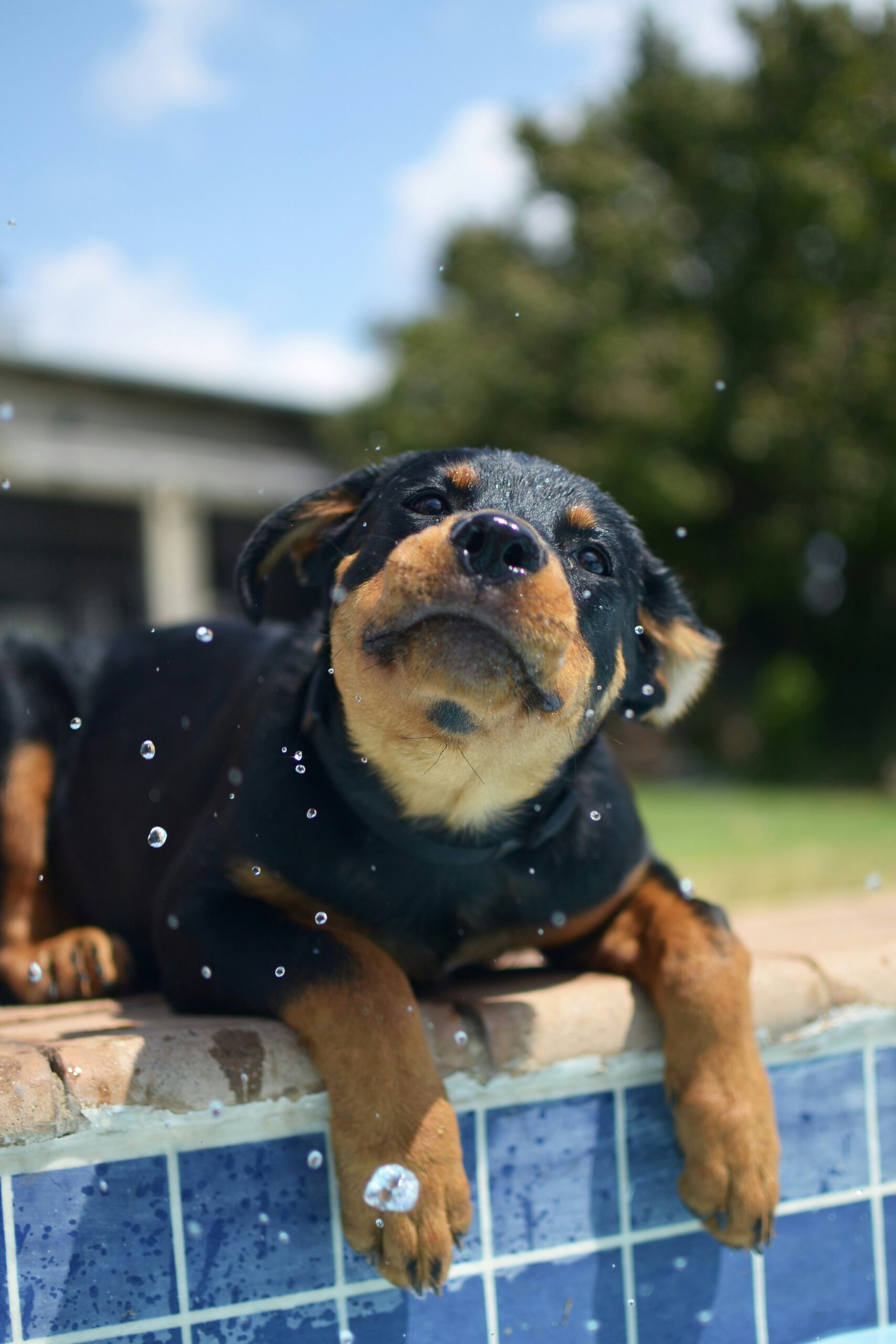 Playful Rottweiler puppy shaking off water by the edge of a swimming pool on a sunny day.