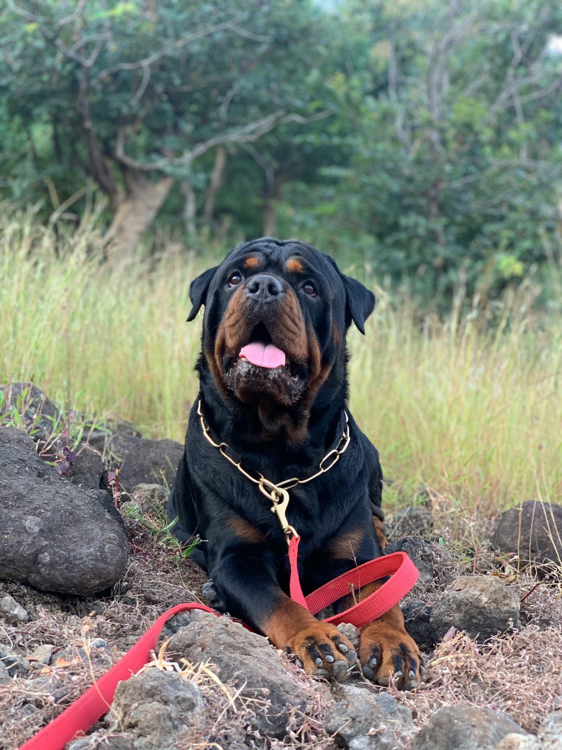 Mature Rottweiler sitting on rocky ground with a red leash, enjoying a hike in nature.