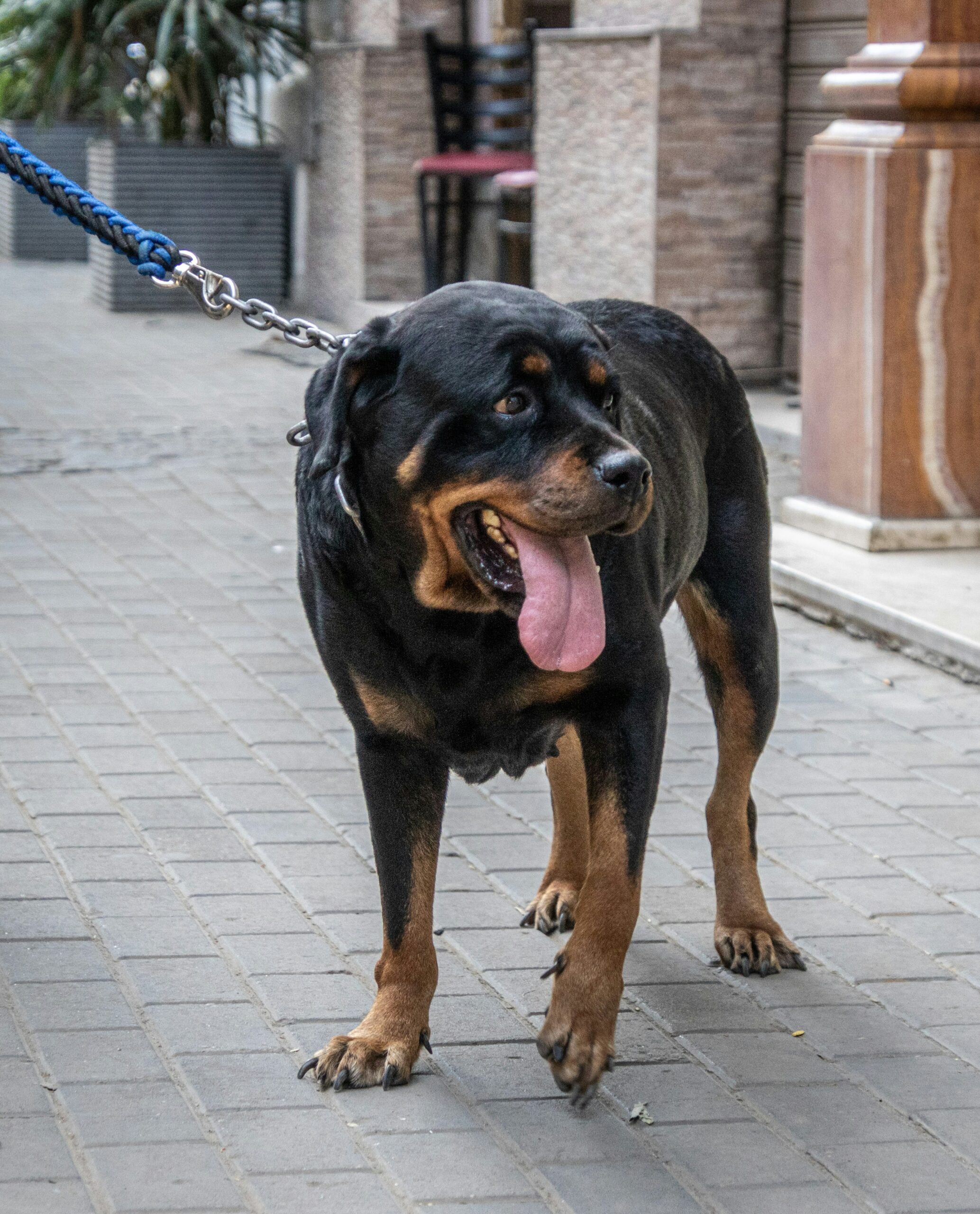 Strong Rottweiler standing on a paved sidewalk with a blue leash, tongue out, urban setting.