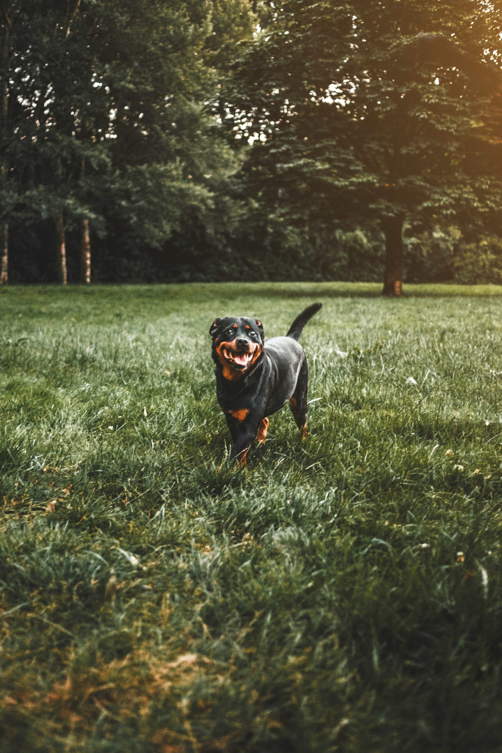 Joyful Rottweiler running on a green grassy field at sunset in a park.