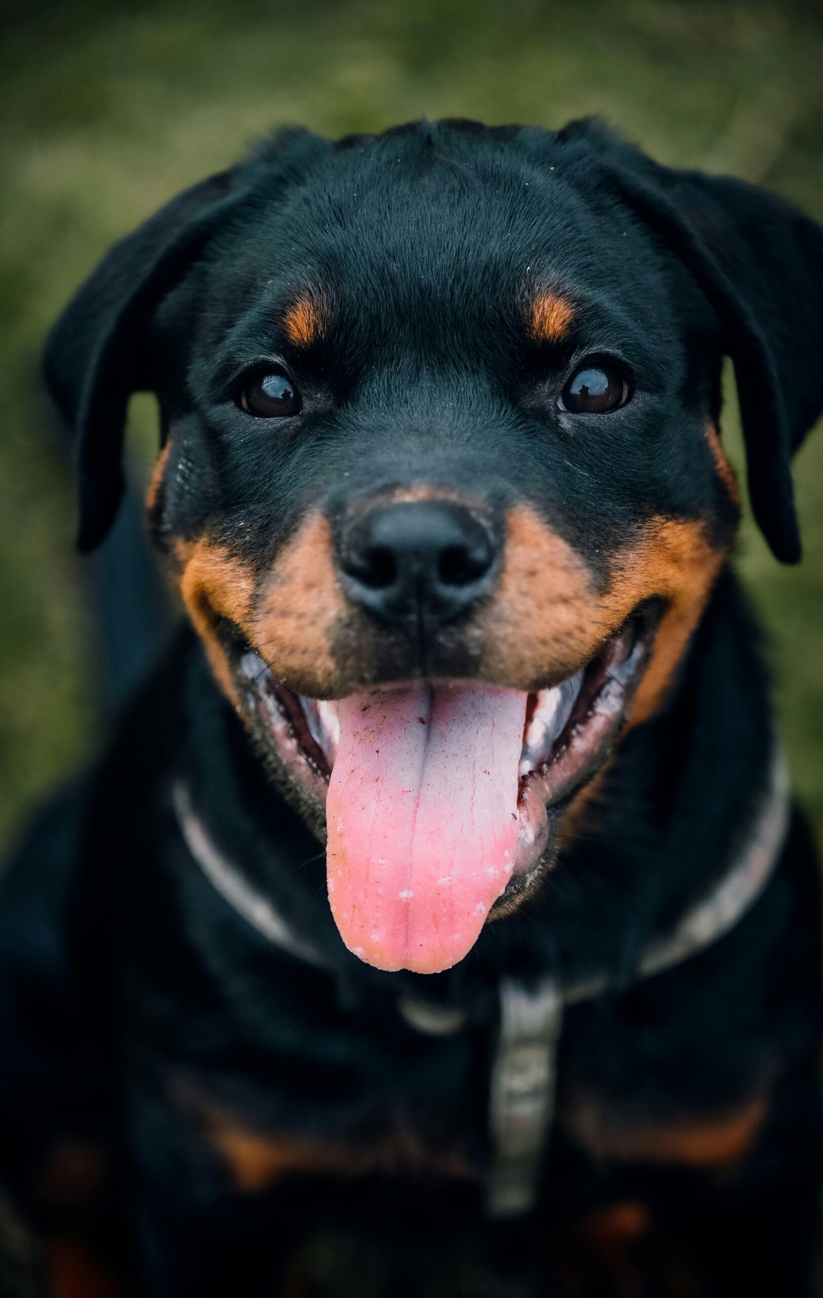 Happy Rottweiler with tongue out, smiling brightly at the camera.