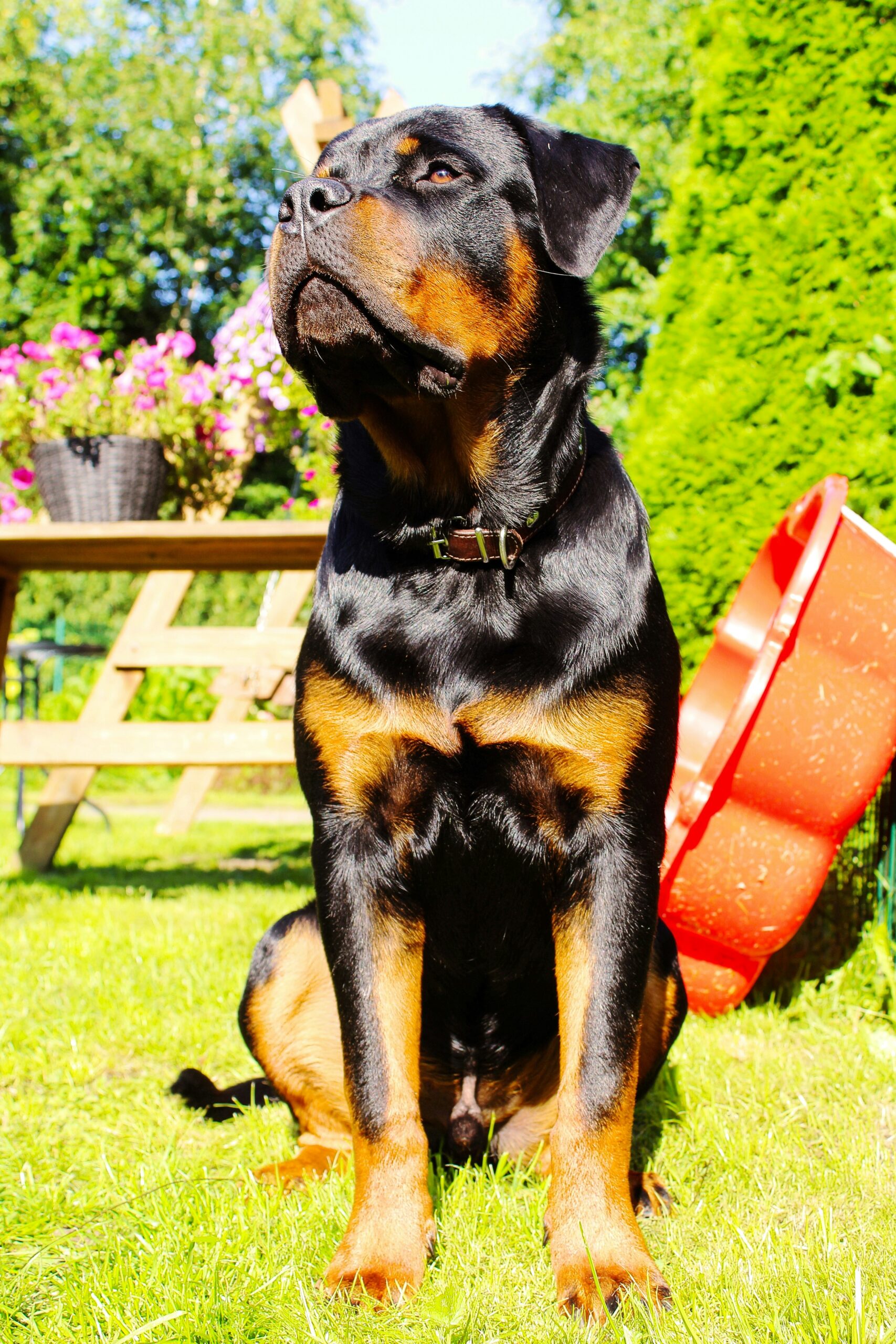 Confident Rottweiler sitting proudly in a sunny backyard with colorful flowers in the background.