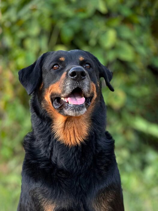 Happy Rottweiler dog with a shiny black coat sitting outdoors with greenery in the background.