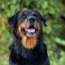 Happy Rottweiler dog with a shiny black coat sitting outdoors with greenery in the background.