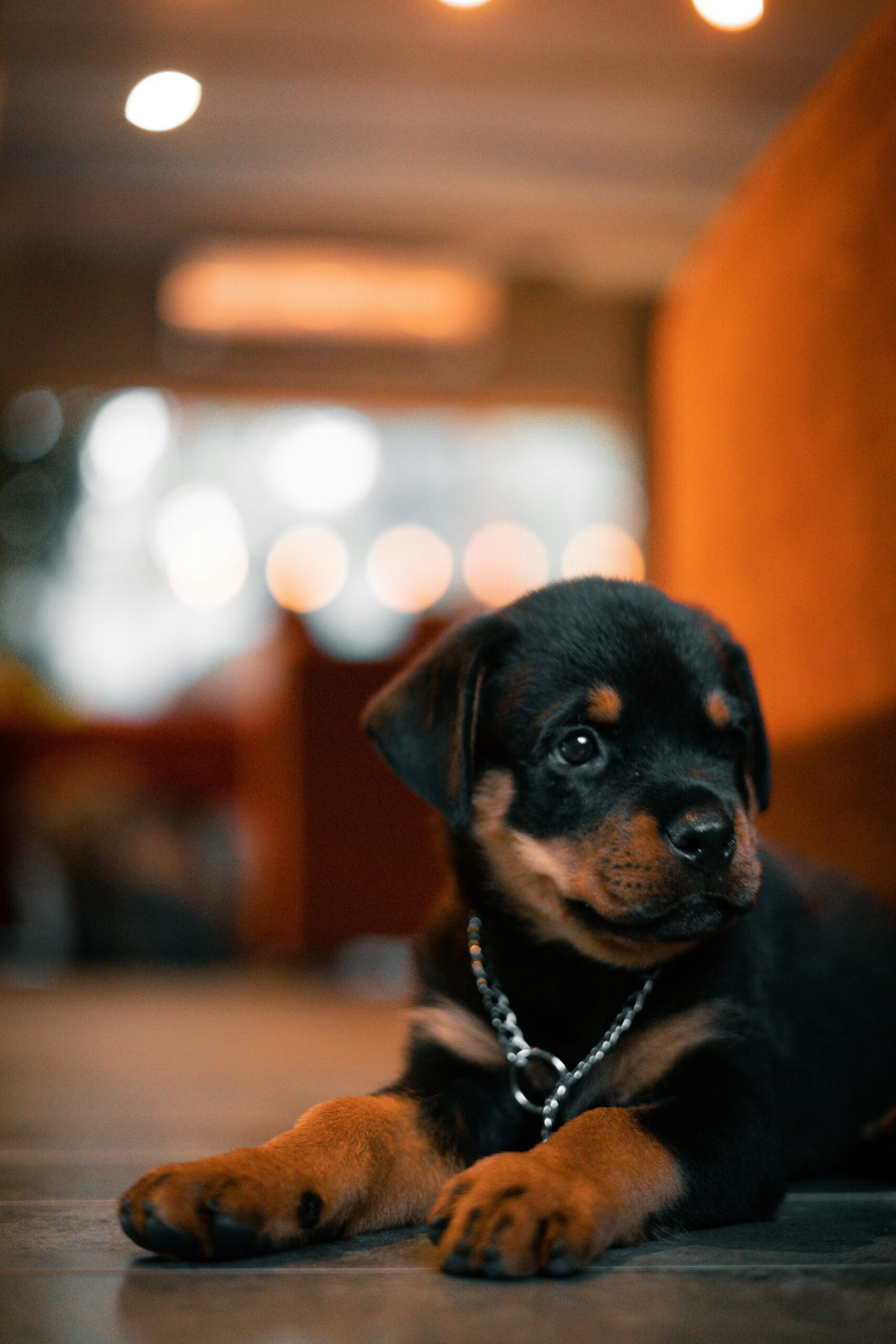 Cute Rottweiler puppy laying on the floor indoors with soft lighting and bokeh background.
