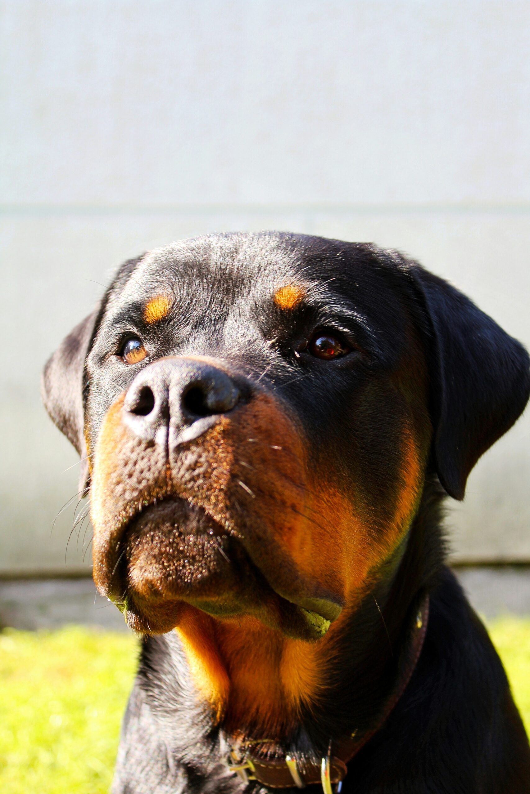 Close-up of a Rottweiler’s face with a serious expression, showing distinctive tan markings.
