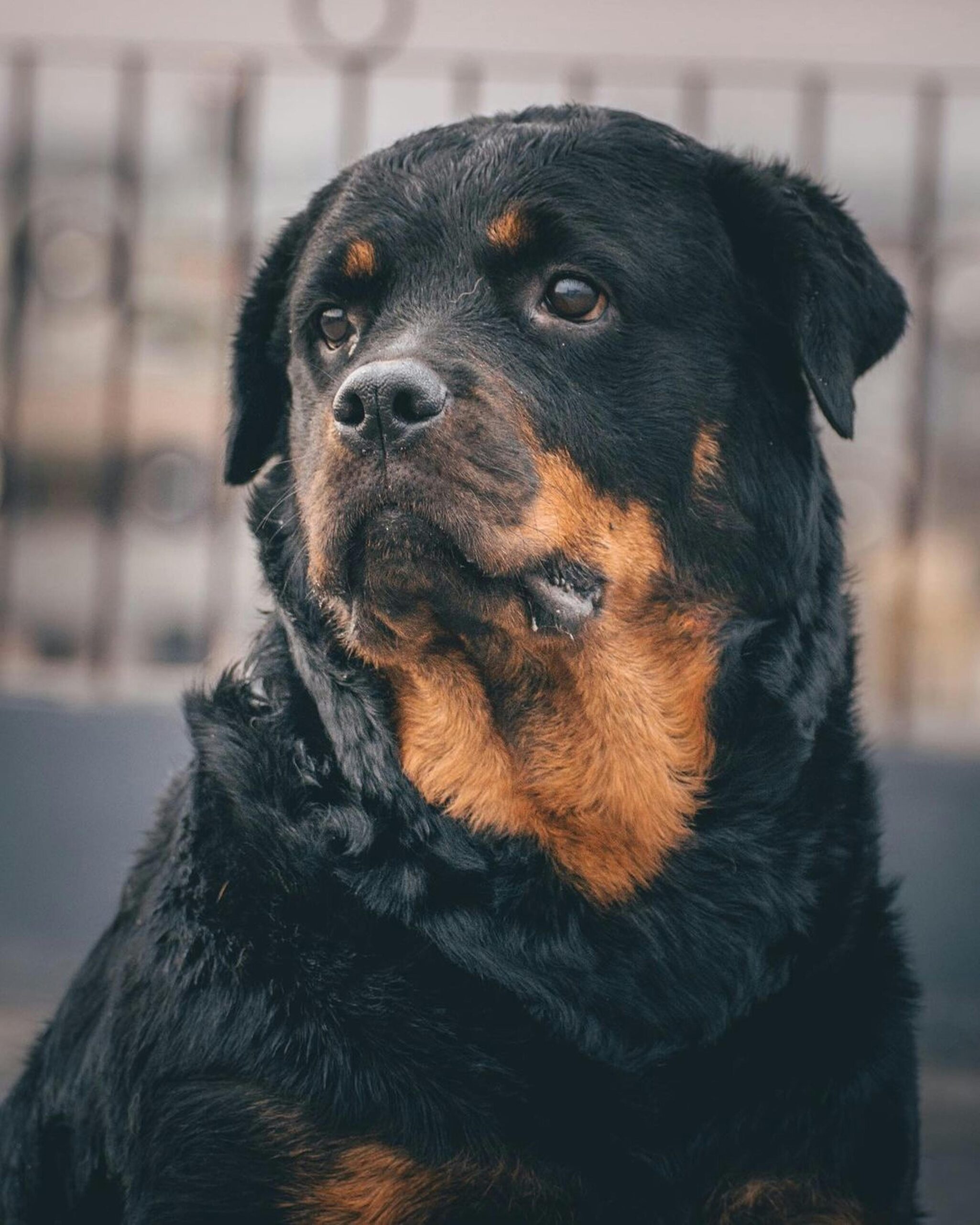 Majestic adult Rottweiler portrait with a serious look.