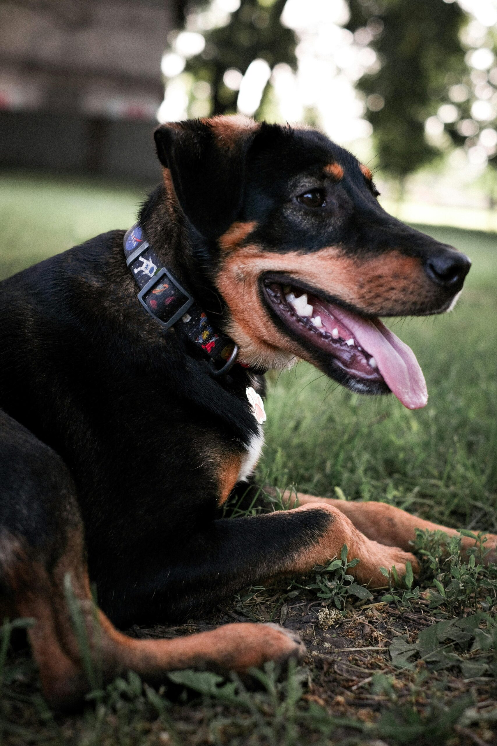 Rottweiler mix lying on grass wearing a colorful collar.