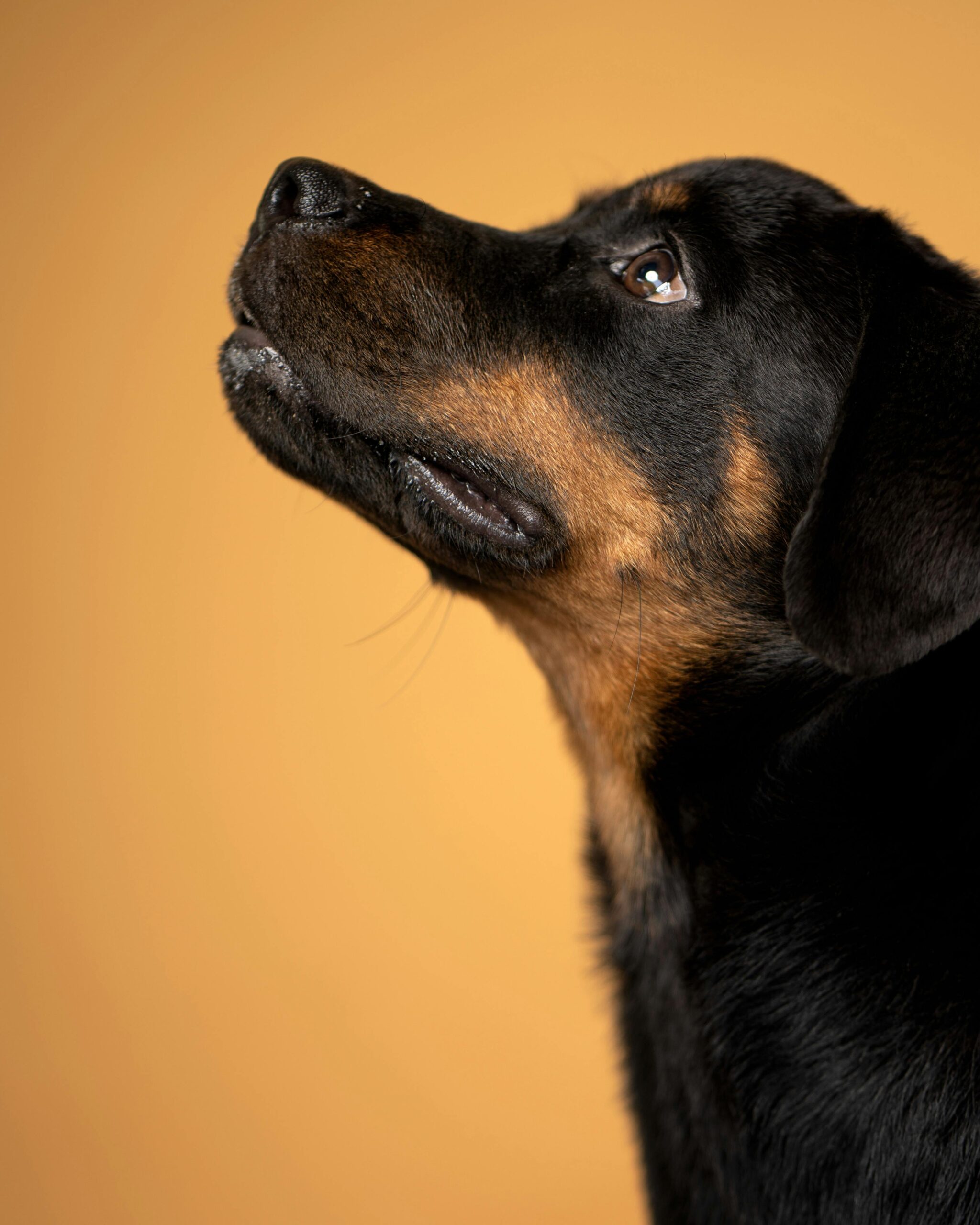 Profile view of a young Rottweiler looking up against a golden background.