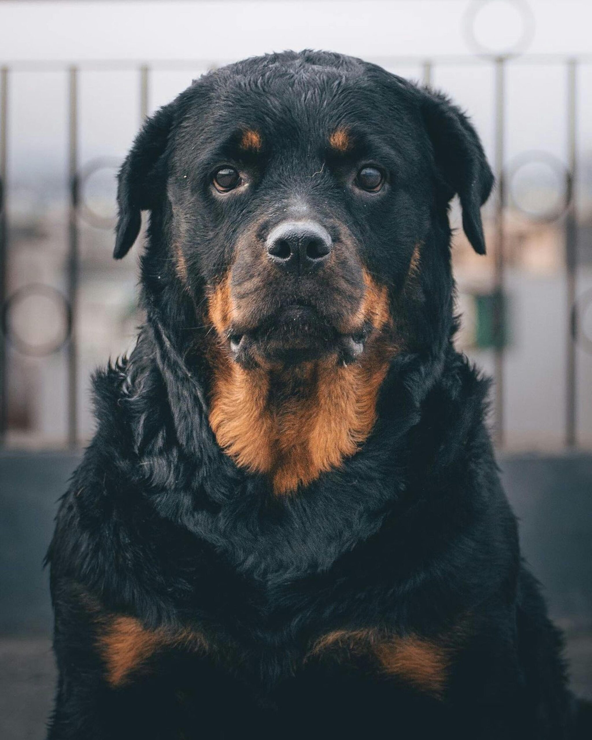 Regal Rottweiler posing with a calm demeanor in an urban setting.