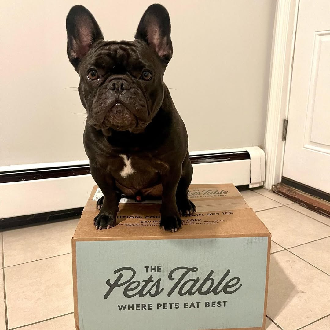 French Bulldog sitting on The Pets Table delivery box, showcasing fresh and air-dried dog food for healthy meals.