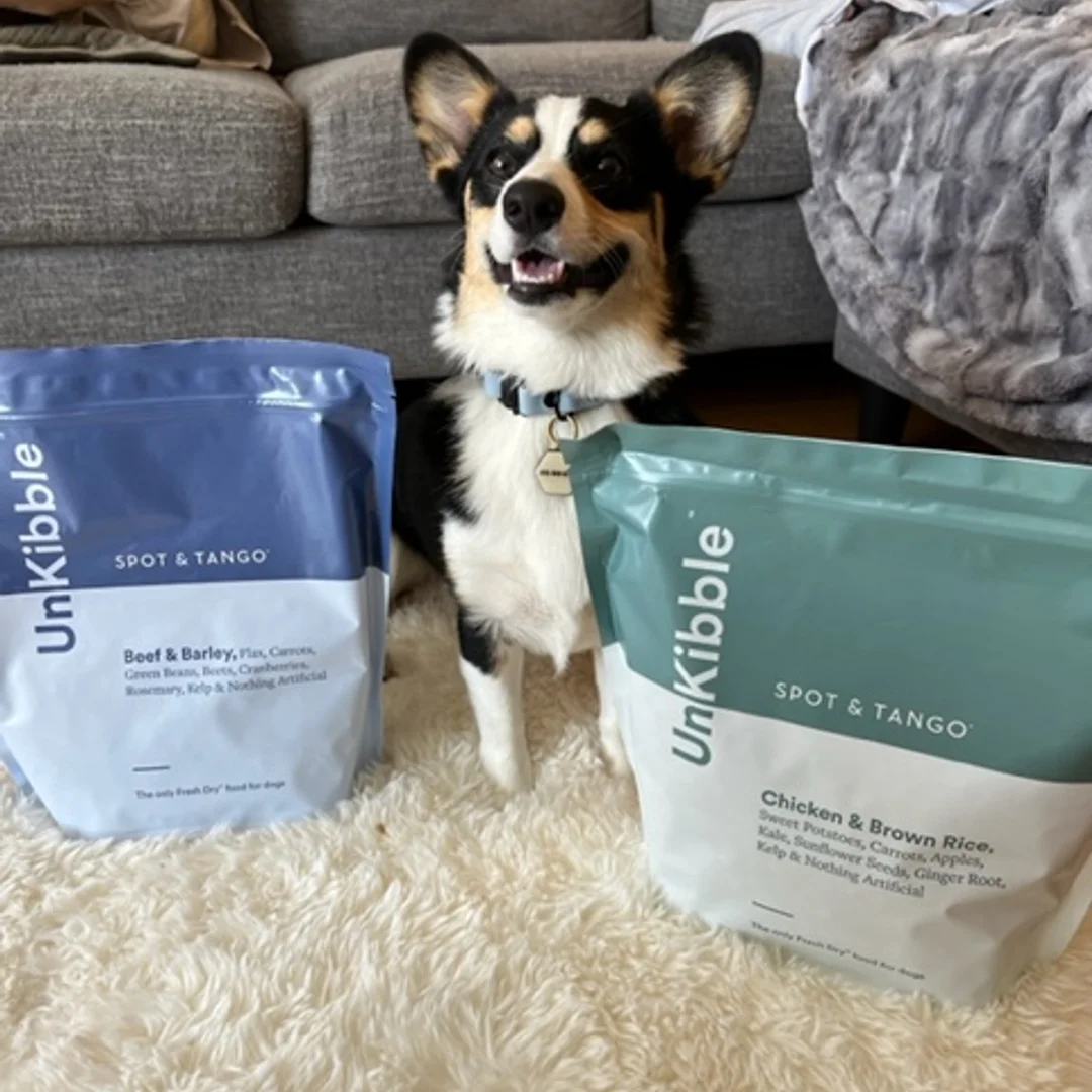 Happy Corgi sitting between Spot & Tango UnKibble Beef & Barley and Chicken & Brown Rice recipe bags