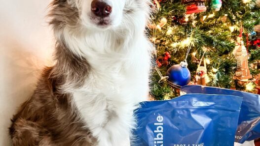 Border Collie dog posing next to two large bags of Spot & Tango UnKibble in front of a decorated Christmas tree