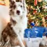 Border Collie dog posing next to two large bags of Spot & Tango UnKibble in front of a decorated Christmas tree