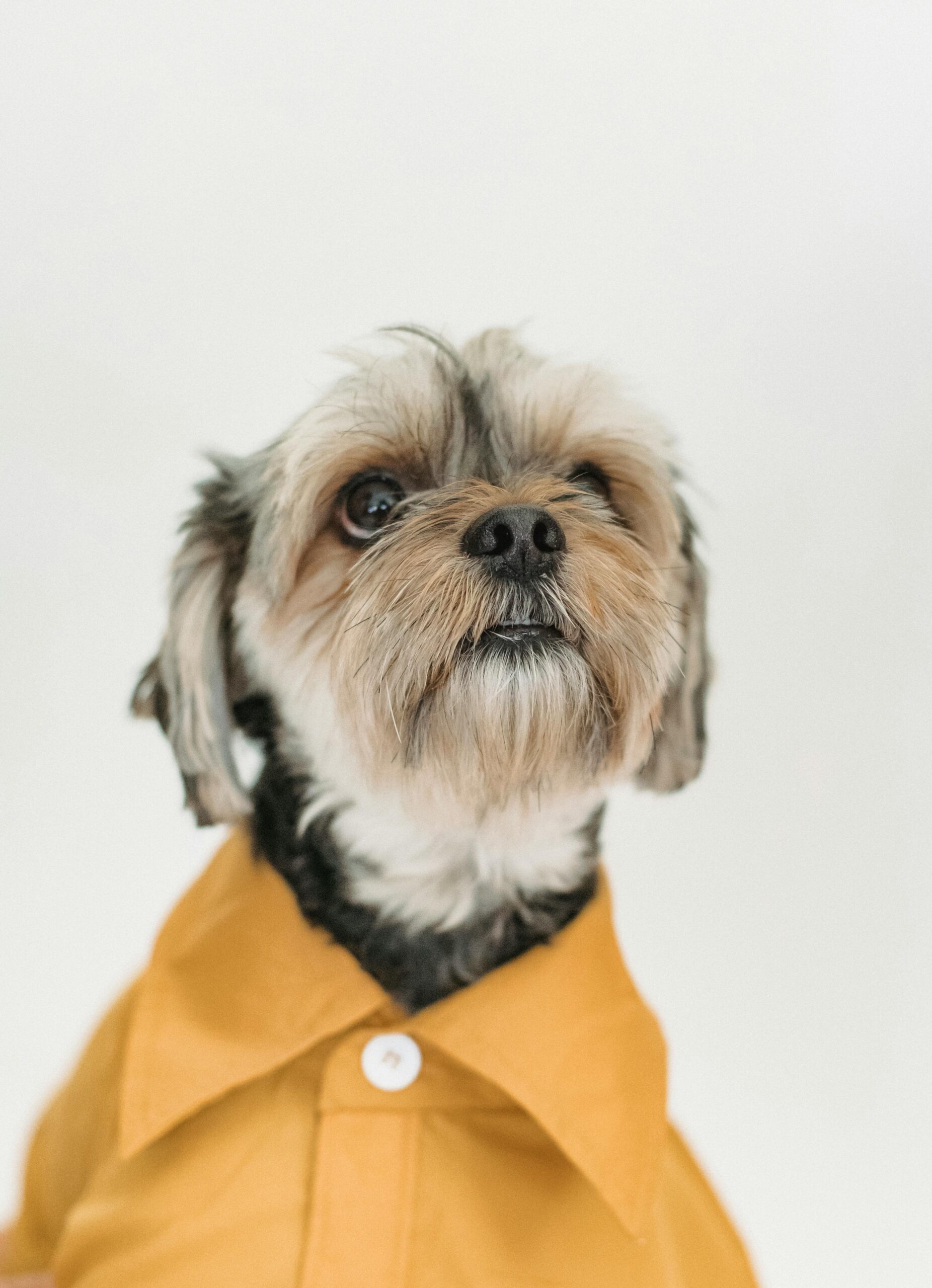 Close-up of Yorkshire Terrier in a mustard yellow shirt, looking confidently at the camera
