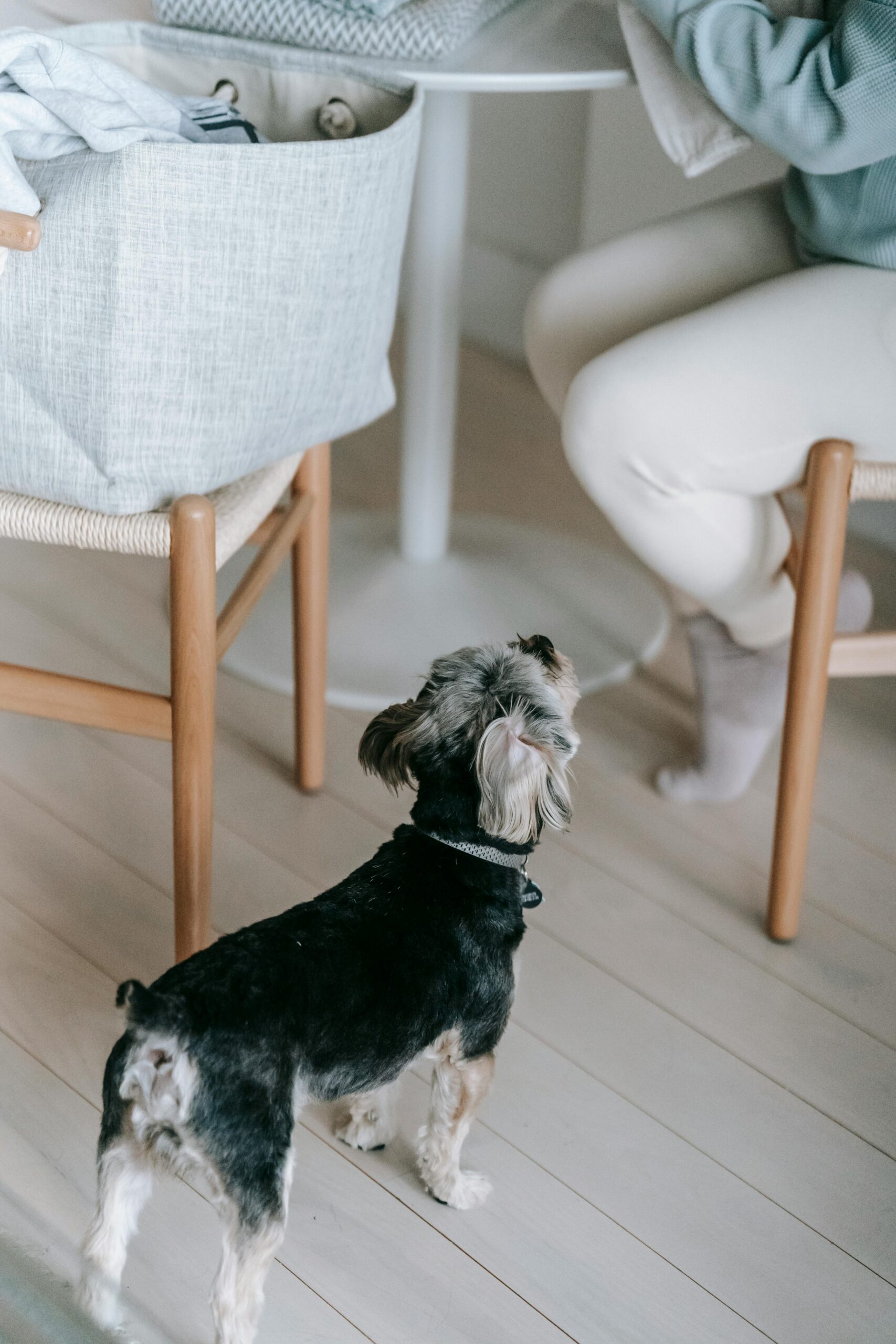 Yorkshire Terrier standing beside a dining table, looking up at a person seated in a cozy indoor setting