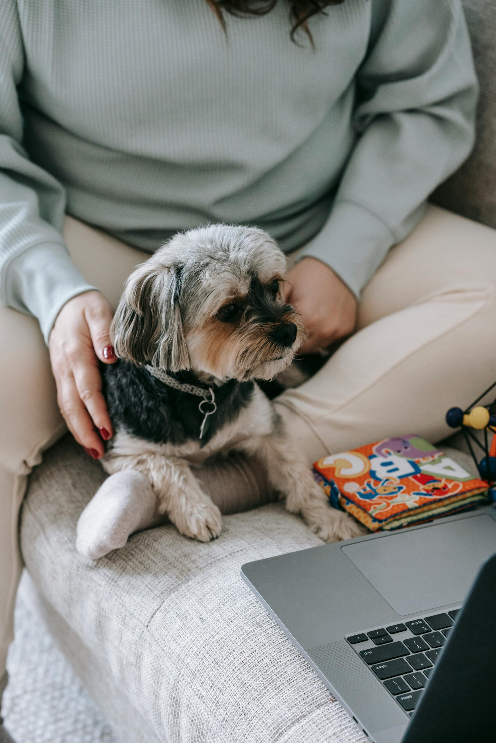 Yorkshire Terrier sitting calmly on a couch next to a person using a laptop, surrounded by children’s books