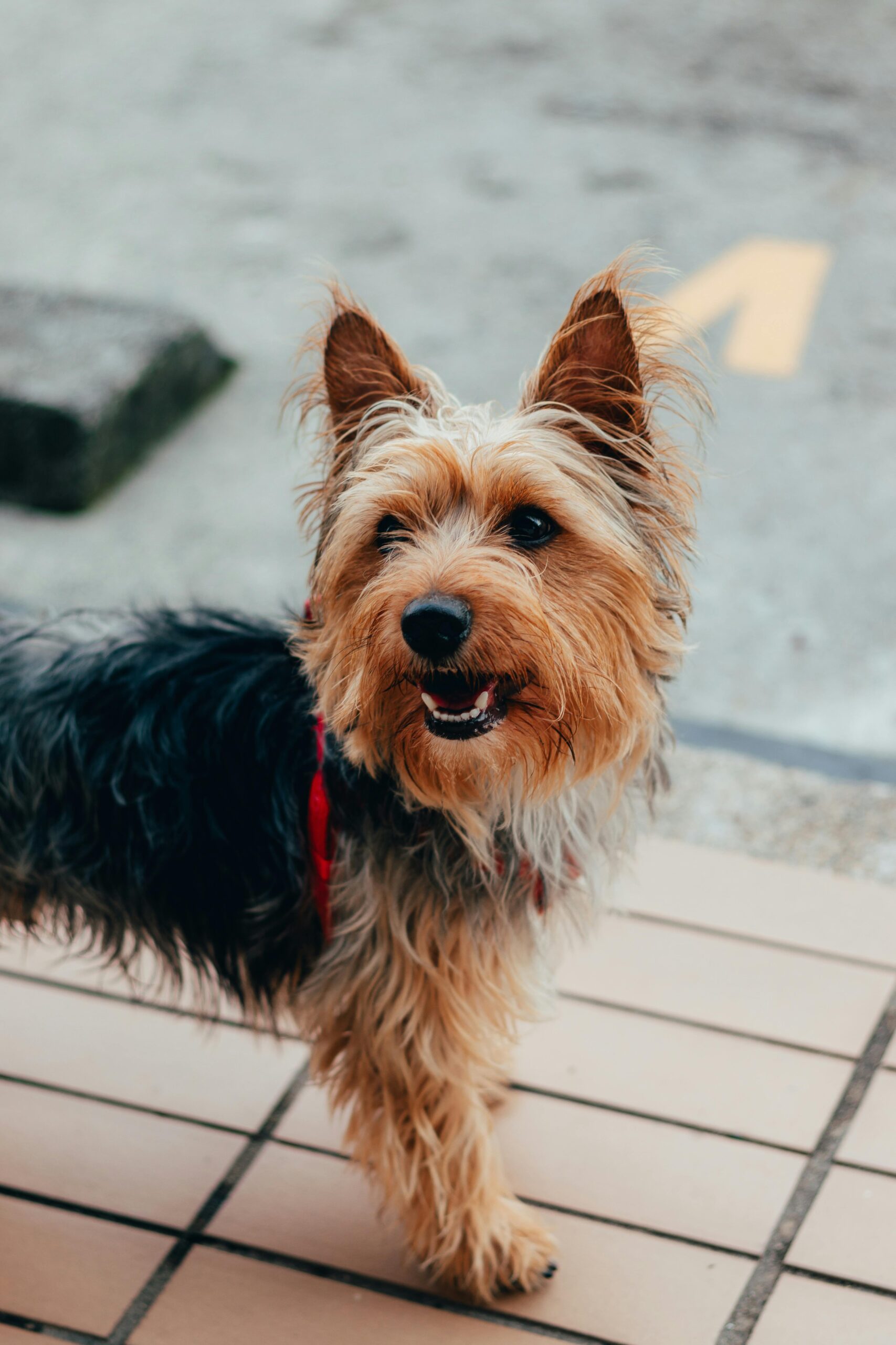 Happy Yorkshire Terrier with a red harness standing outdoors on a tiled path, looking up playfully