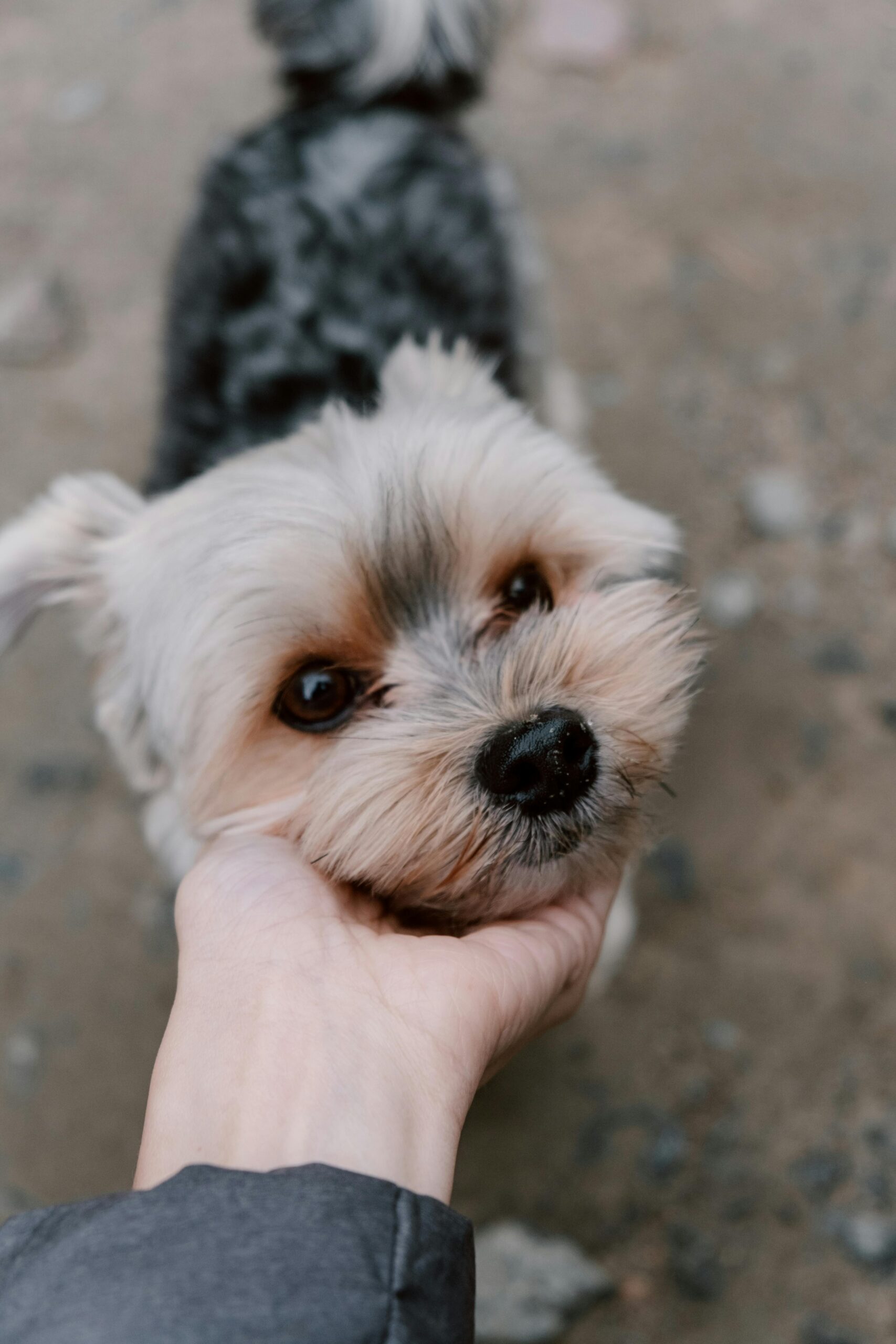 Yorkshire Terrier getting gentle chin scratches while standing on a gravel path, close-up of the face