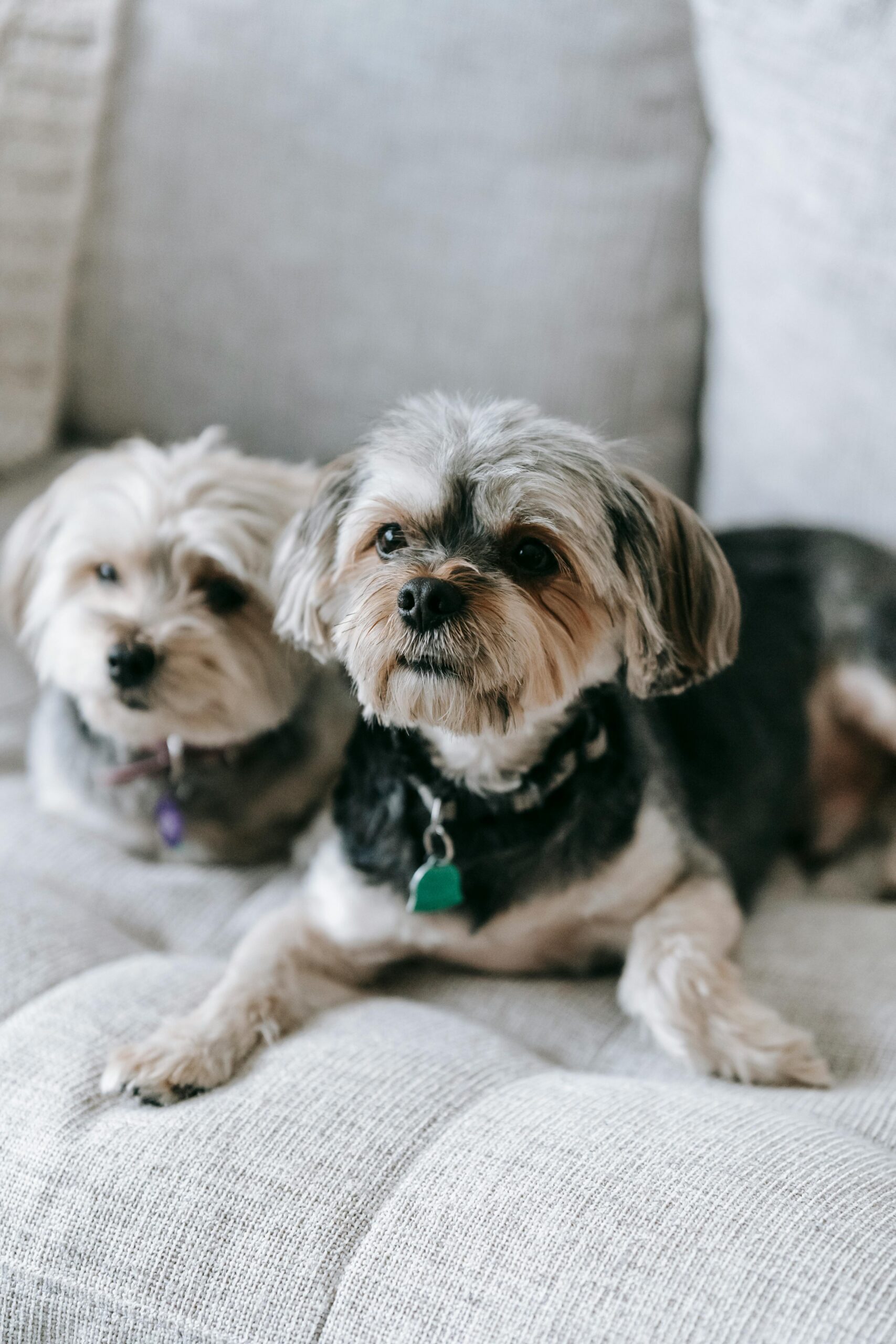 Two Yorkshire Terriers resting together on a light-colored couch, both looking content and relaxed