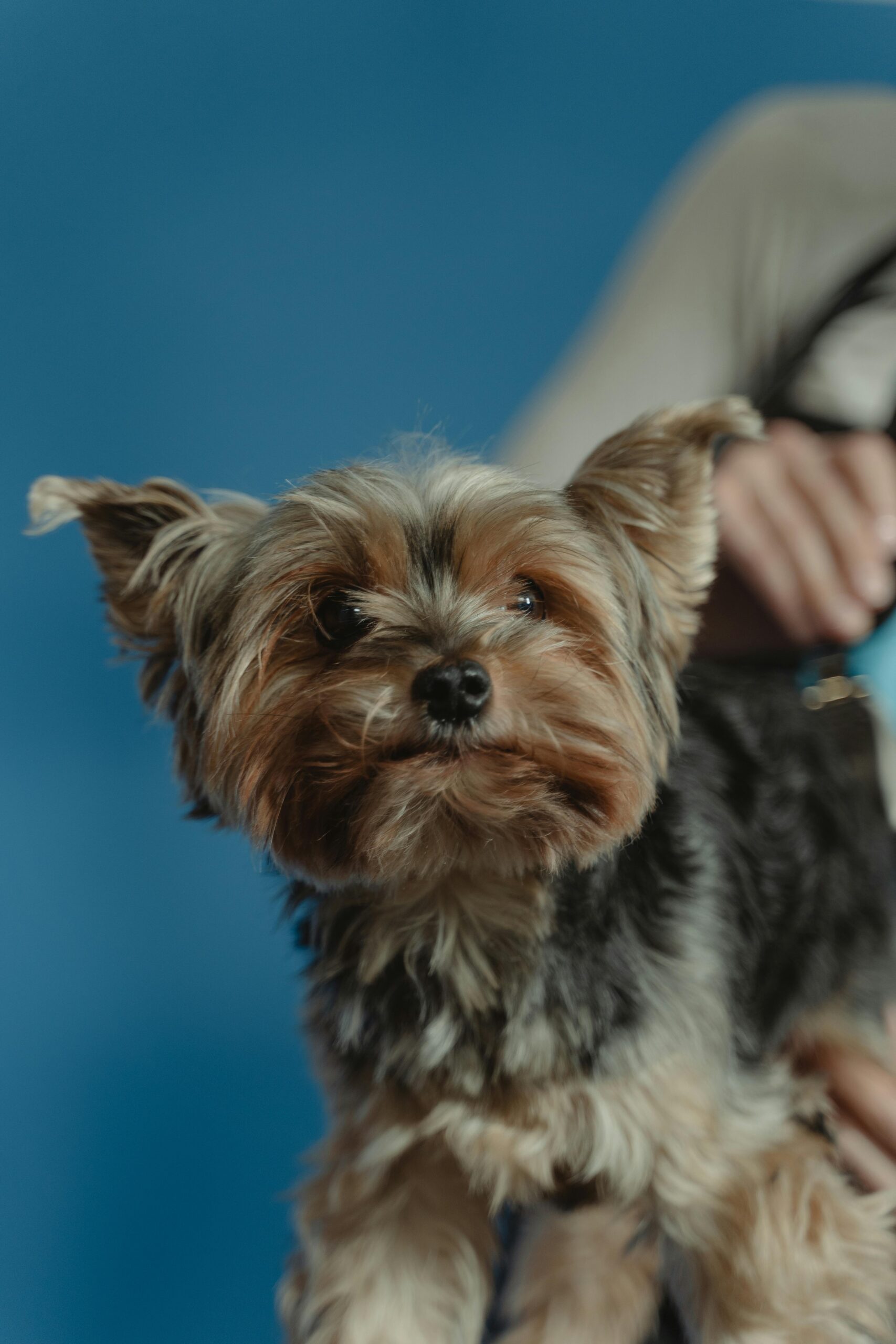 Close-up portrait of a Yorkshire Terrier with perked ears, set against a blue background
