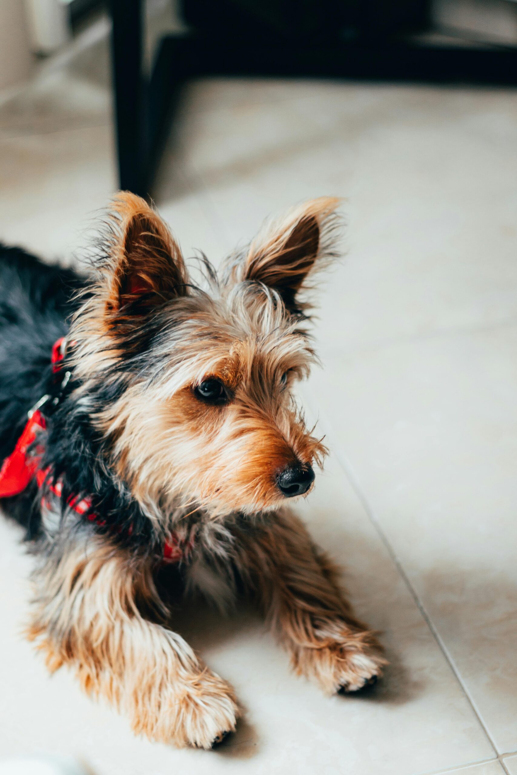 Yorkshire Terrier lying on tiled floor wearing a red harness, looking to the side attentively