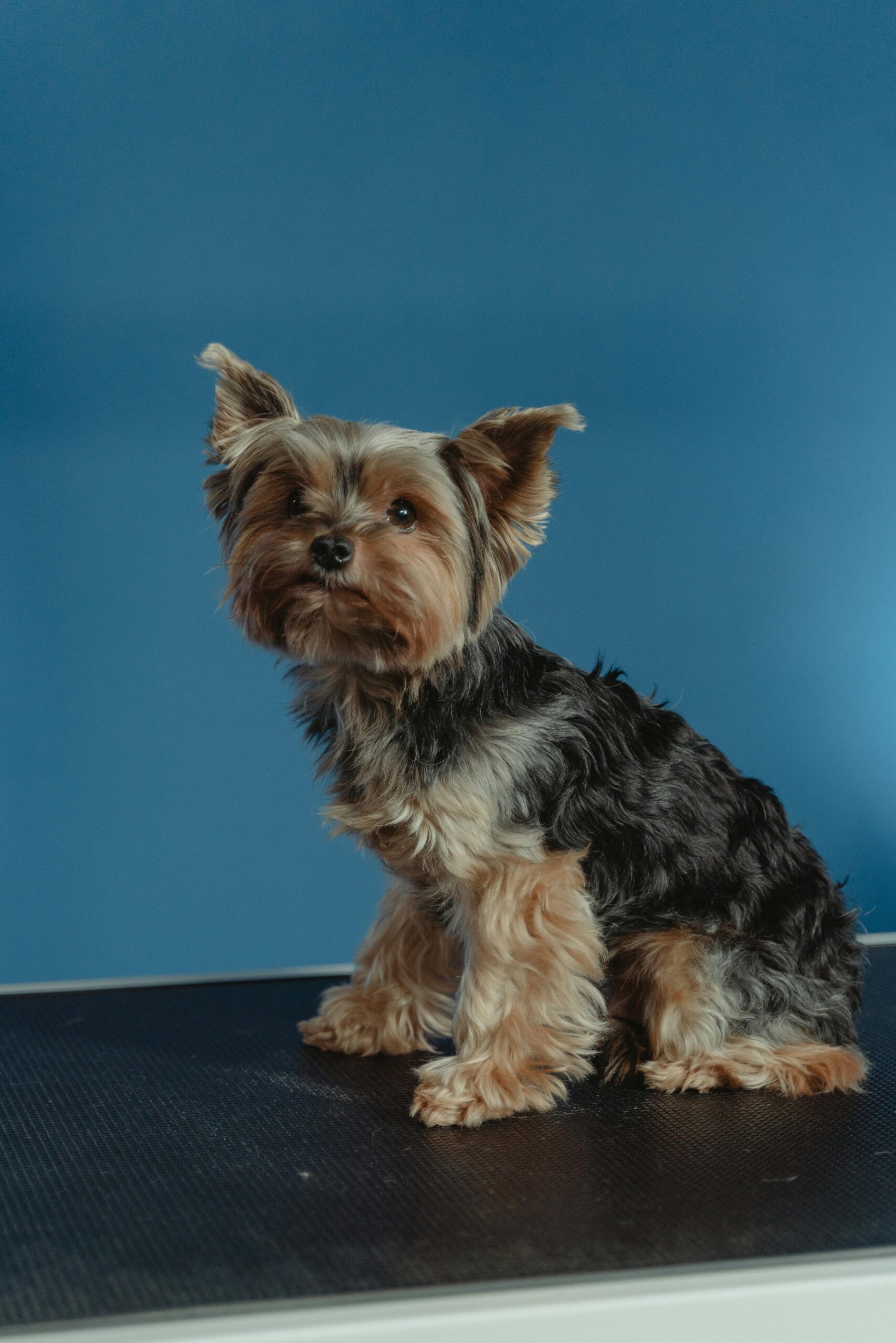 Groomed Yorkshire Terrier sitting upright on a table with a solid blue background.