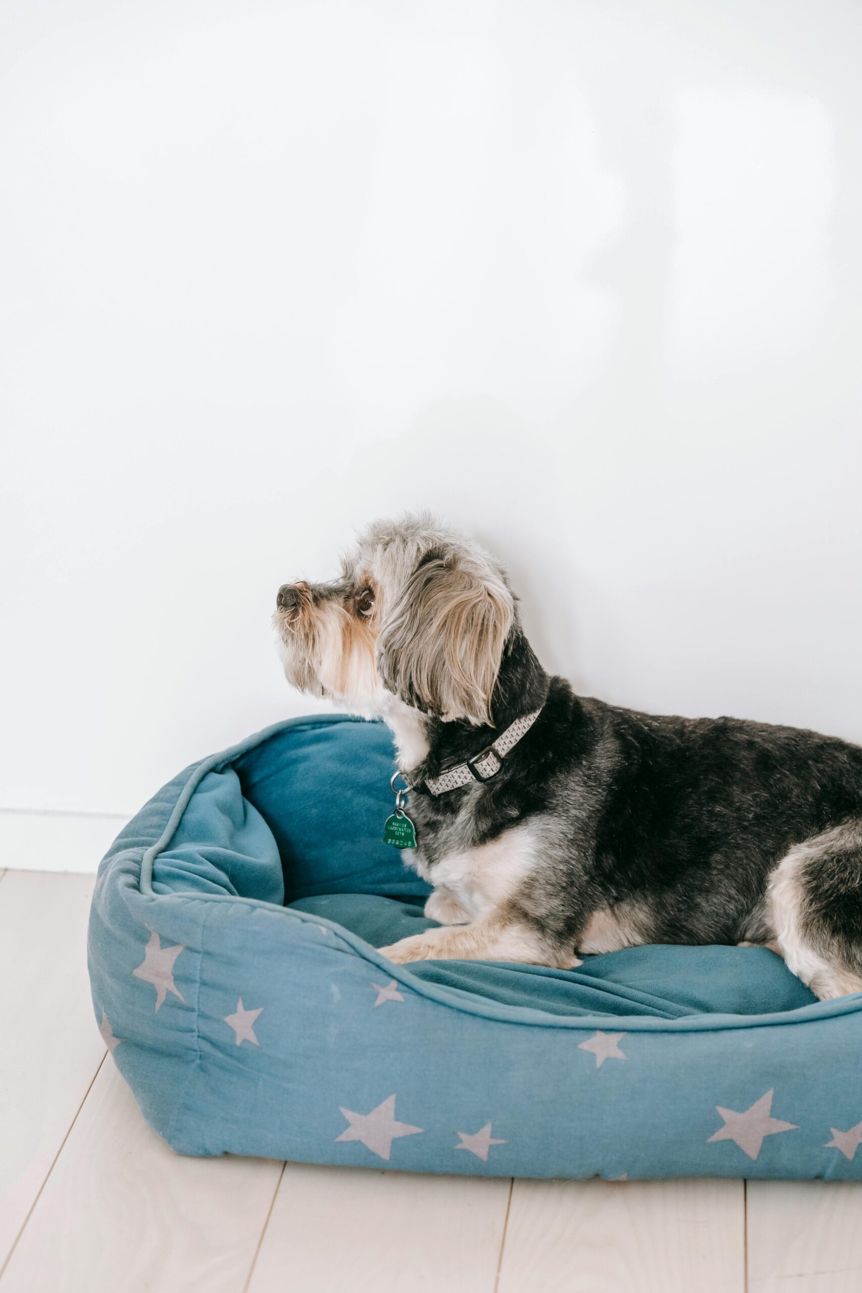 Yorkshire Terrier relaxing in a blue star-patterned dog bed against a white wall.