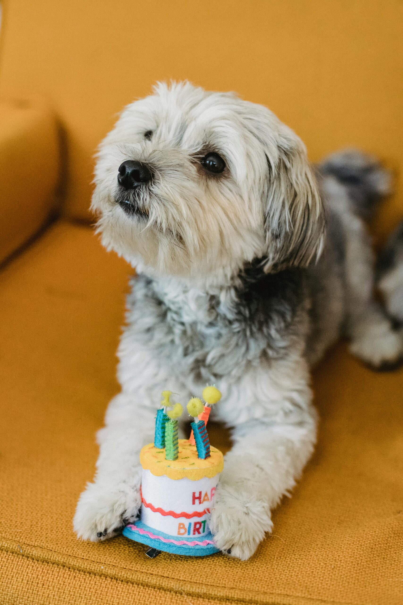 Cute Yorkshire Terrier celebrating birthday with a colorful plush cake toy on orange couch.