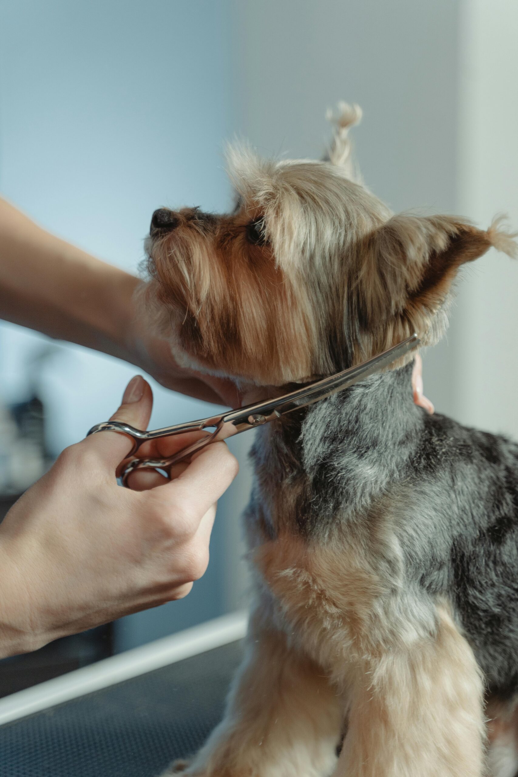 Yorkshire Terrier being groomed with scissors around the neck area during a trim.