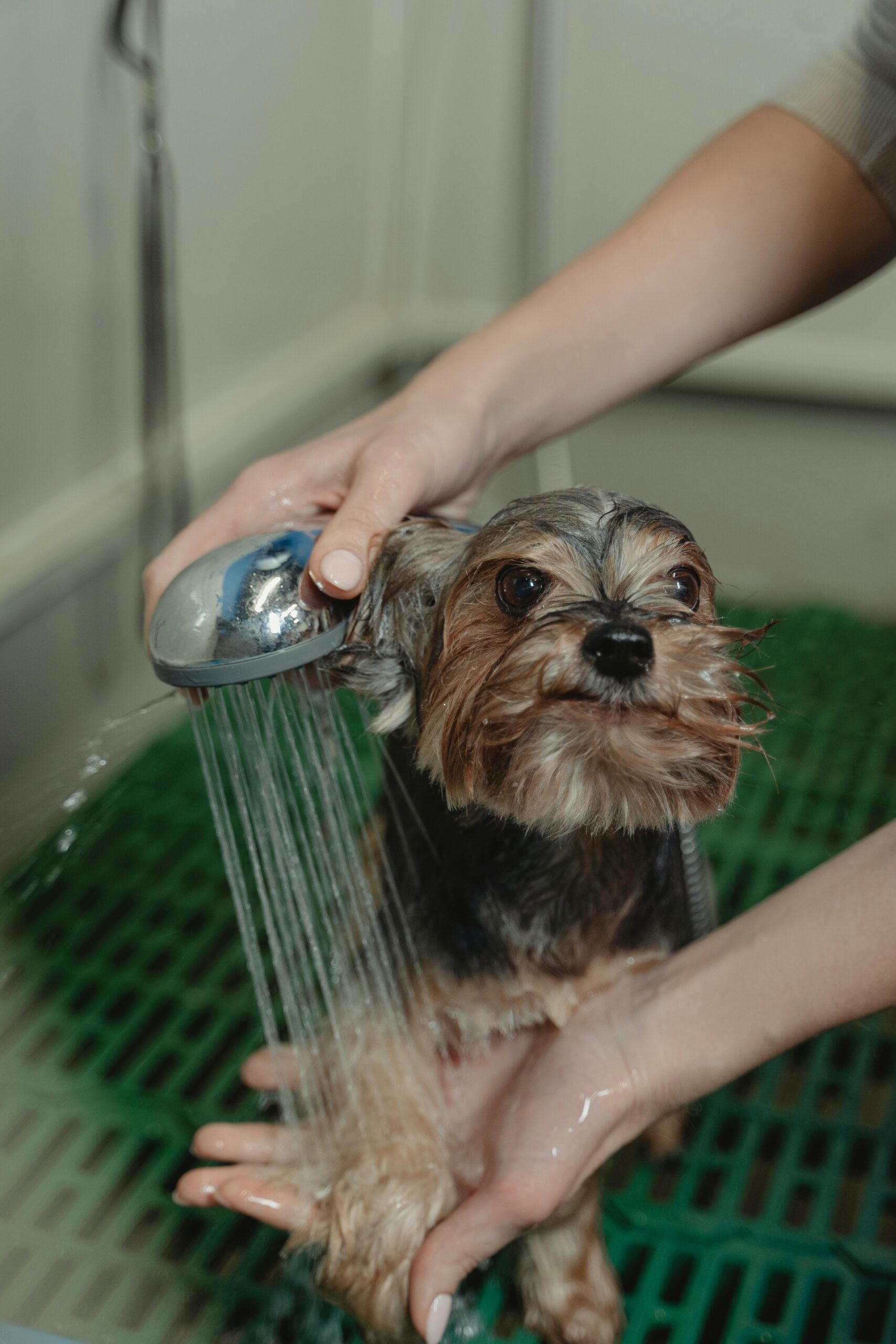 Yorkshire Terrier getting a bath at a grooming salon with water being gently sprayed.