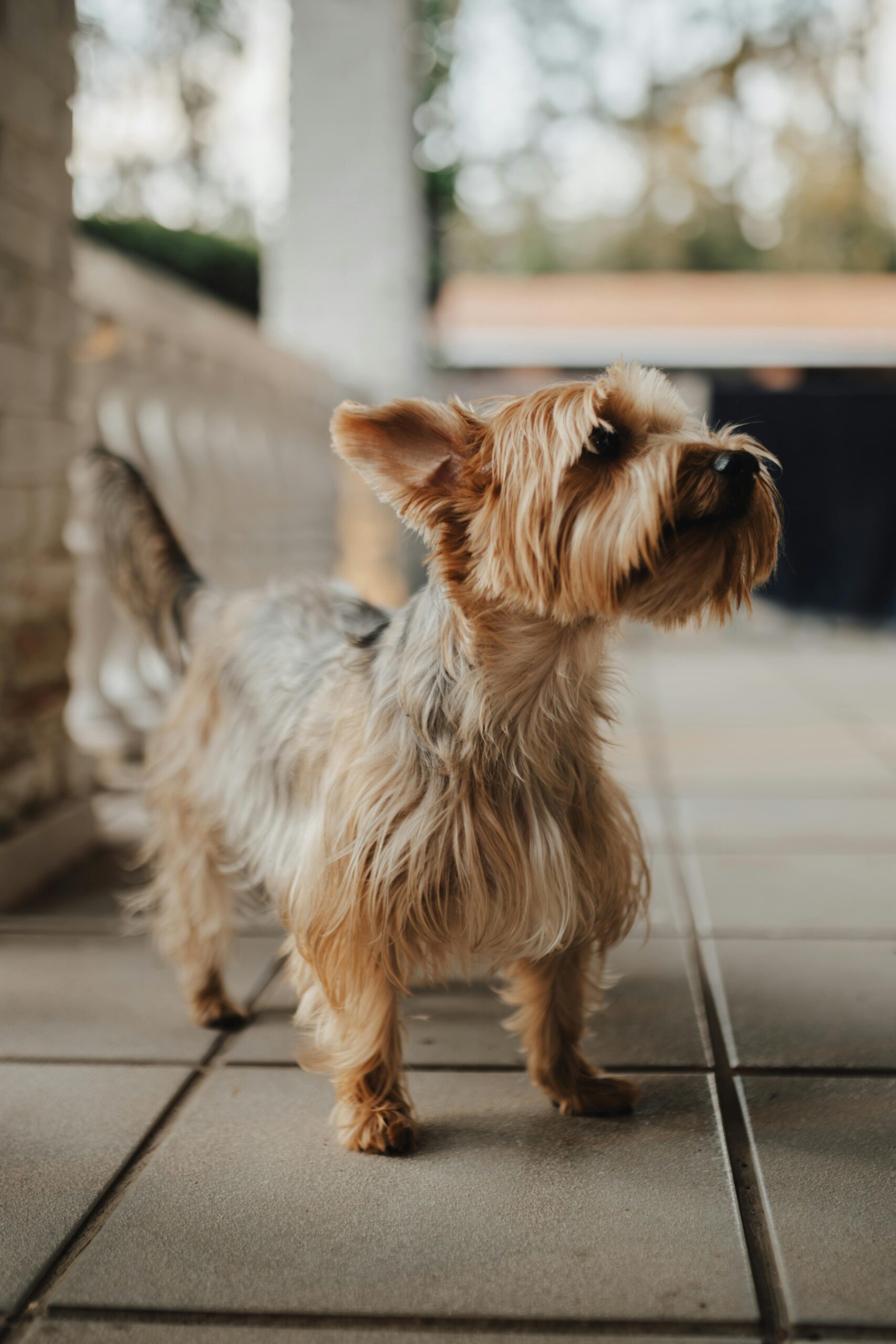 Yorkshire Terrier standing on outdoor patio tiles with ears perked up and long coat flowing