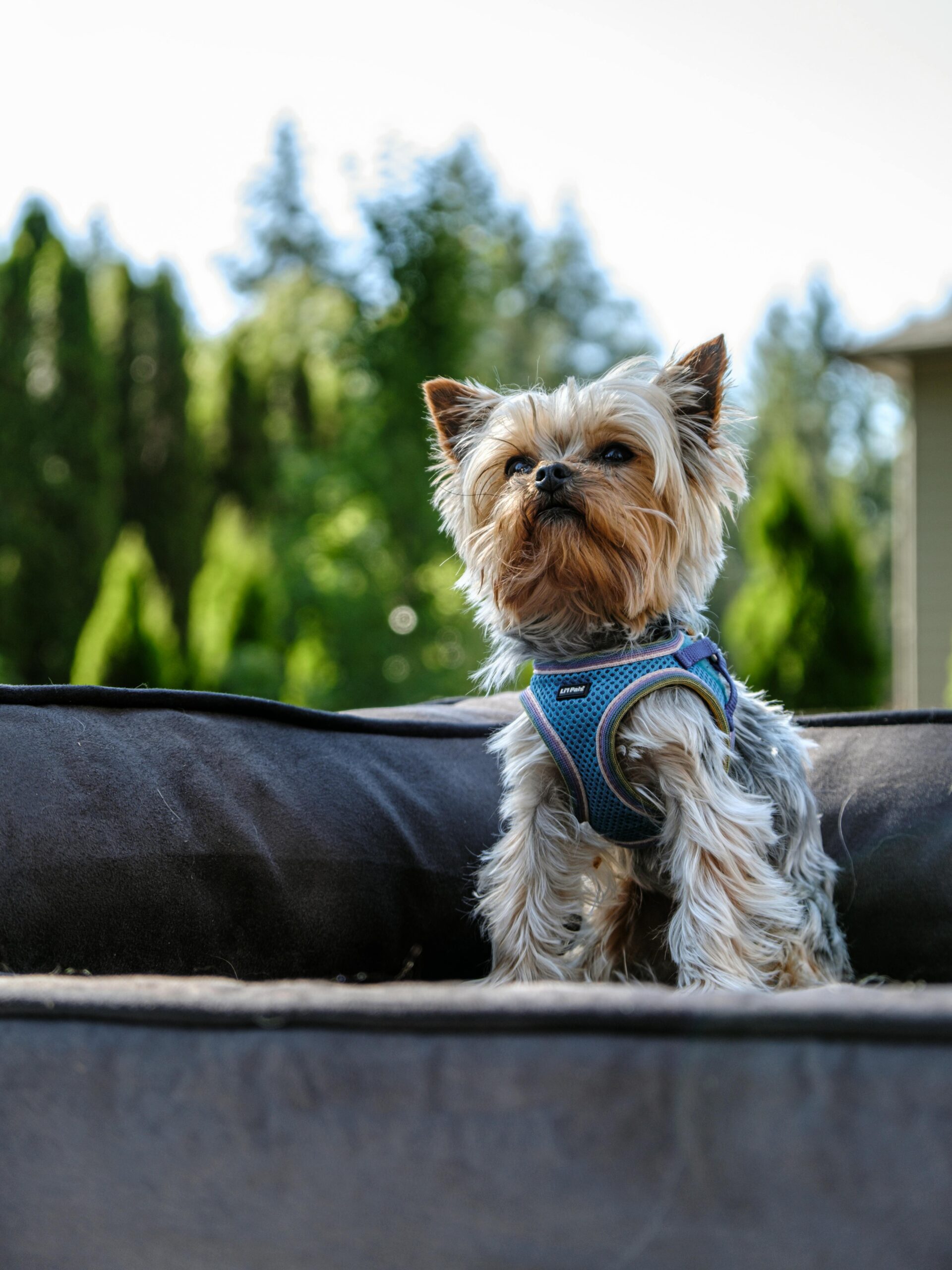 Yorkshire Terrier standing confidently on a large dog bed outside, wearing a blue harness.