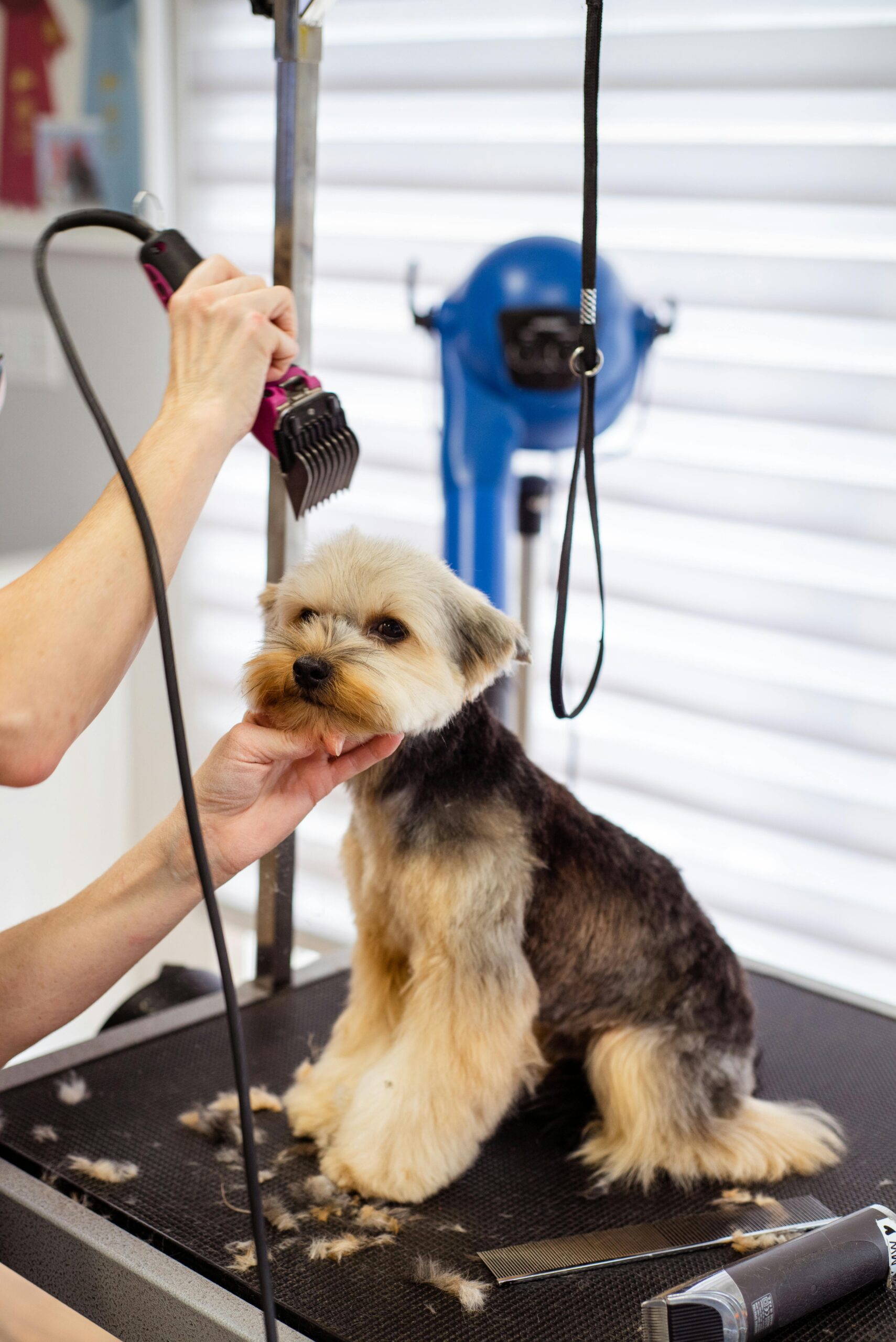 Yorkshire Terrier getting a professional grooming trim on a salon table with fur clippings visible.