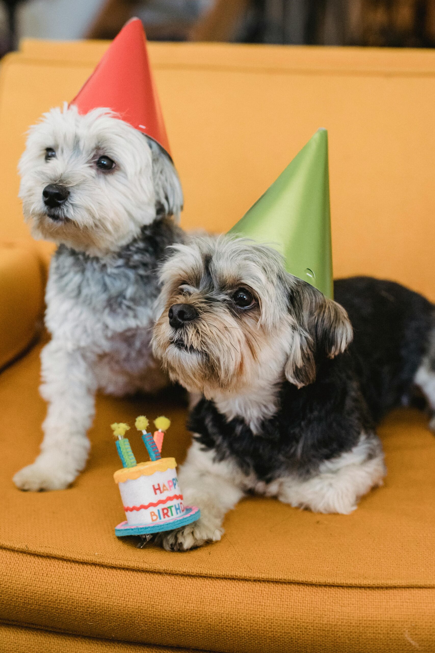 Two Yorkshire Terriers wearing party hats sitting on a mustard couch with a birthday toy cake.