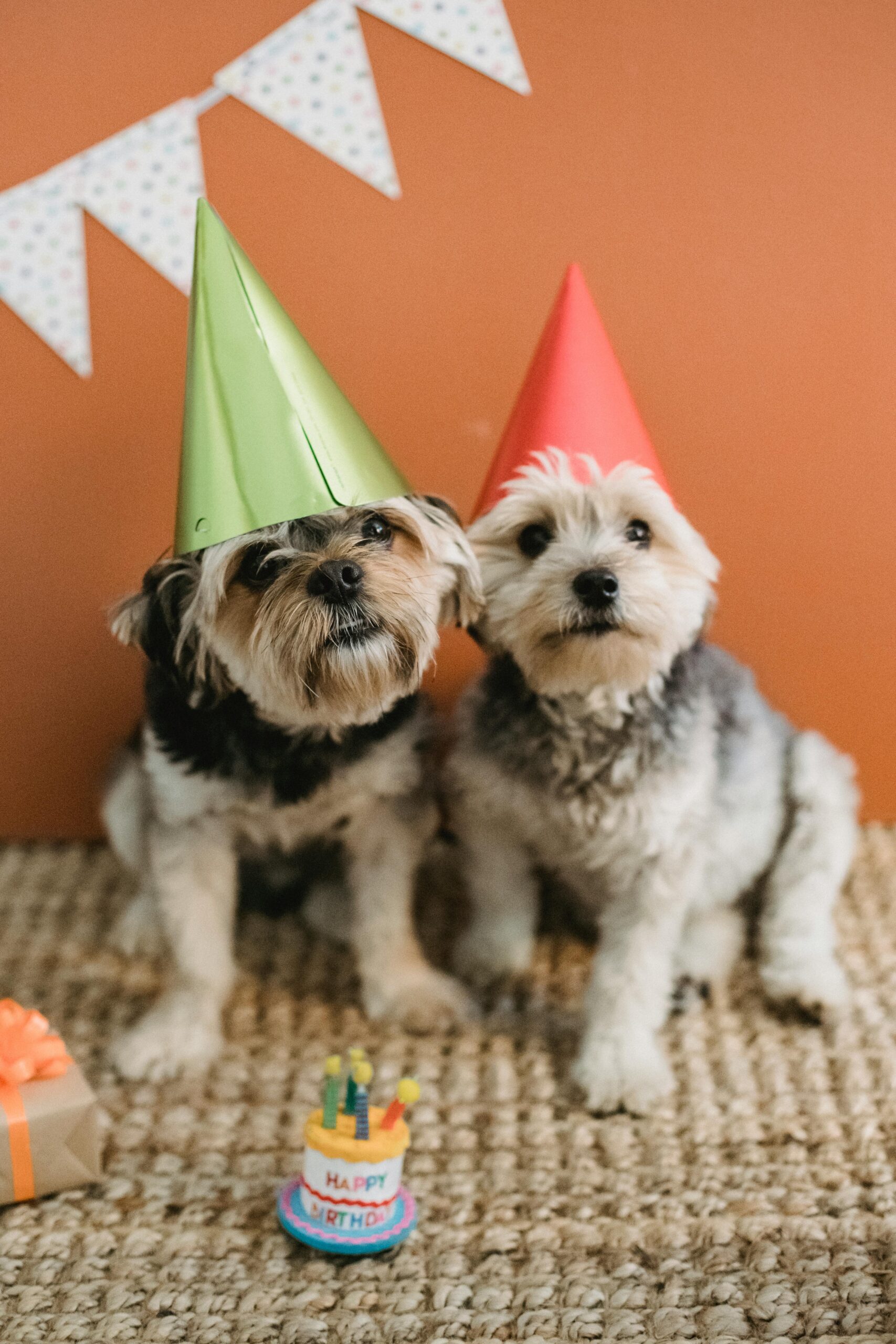 Yorkshire Terrier birthday celebration with party hats and a toy cake on a woven rug.