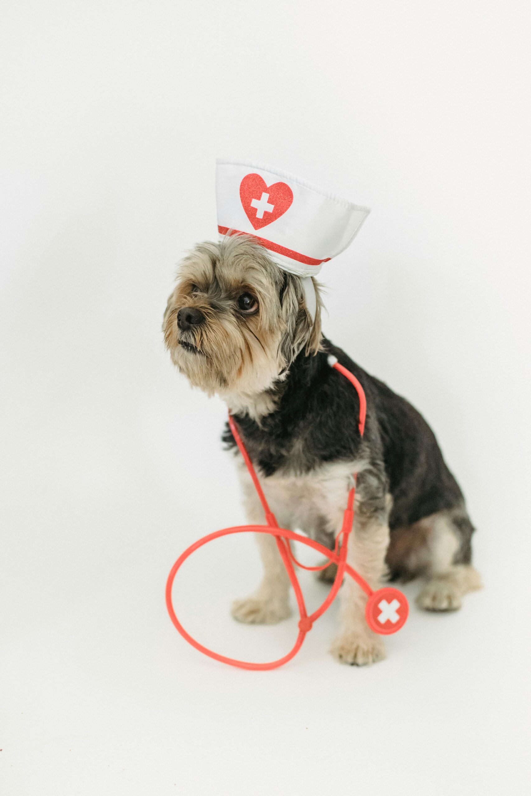 Cute Yorkshire Terrier dressed as a nurse with a heart-shaped hat and red stethoscope on white background.