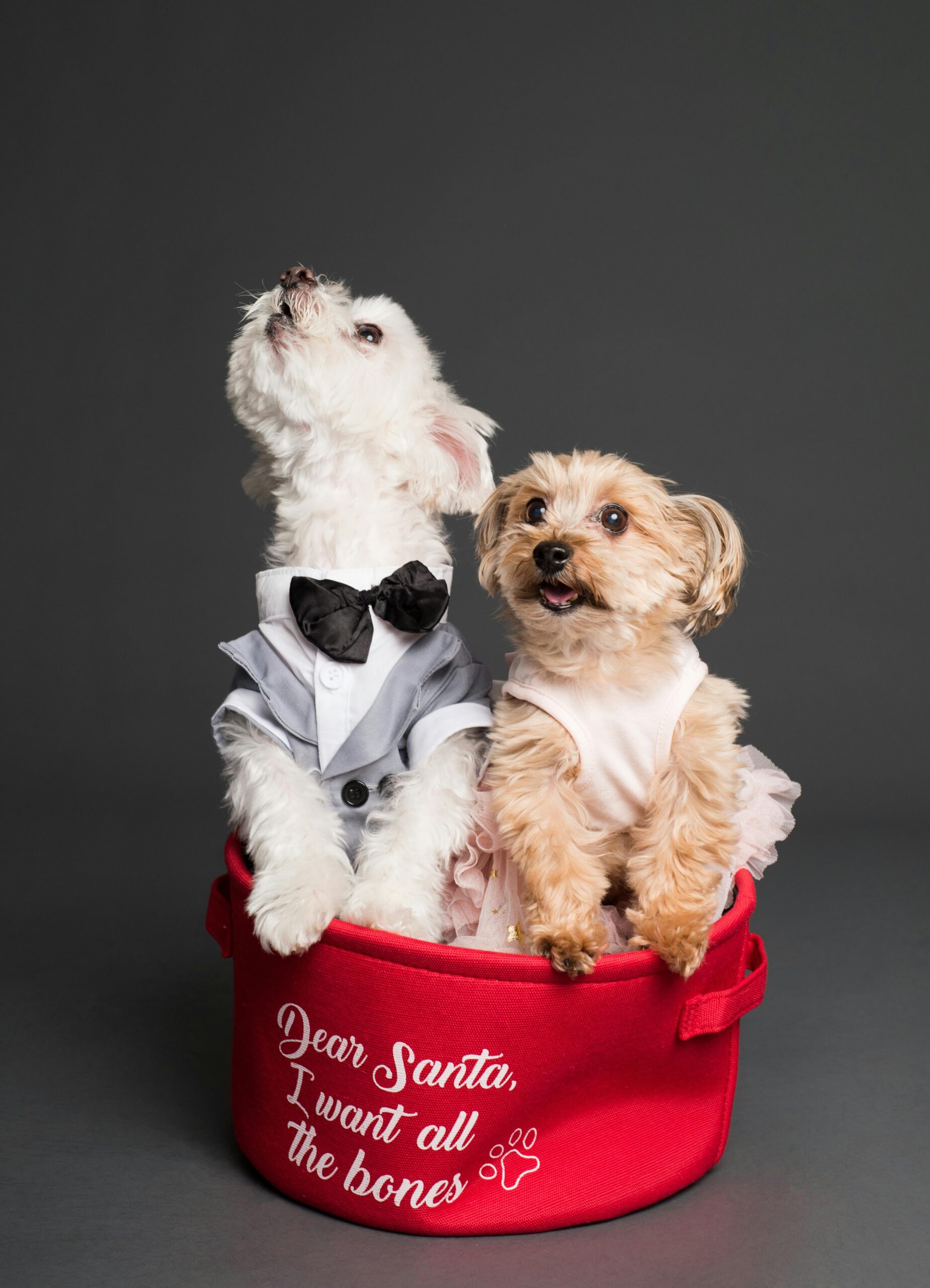 Yorkshire Terrier and white Maltese dressed in holiday outfits sitting in red basket labeled “Dear Santa, I want all the bones.”