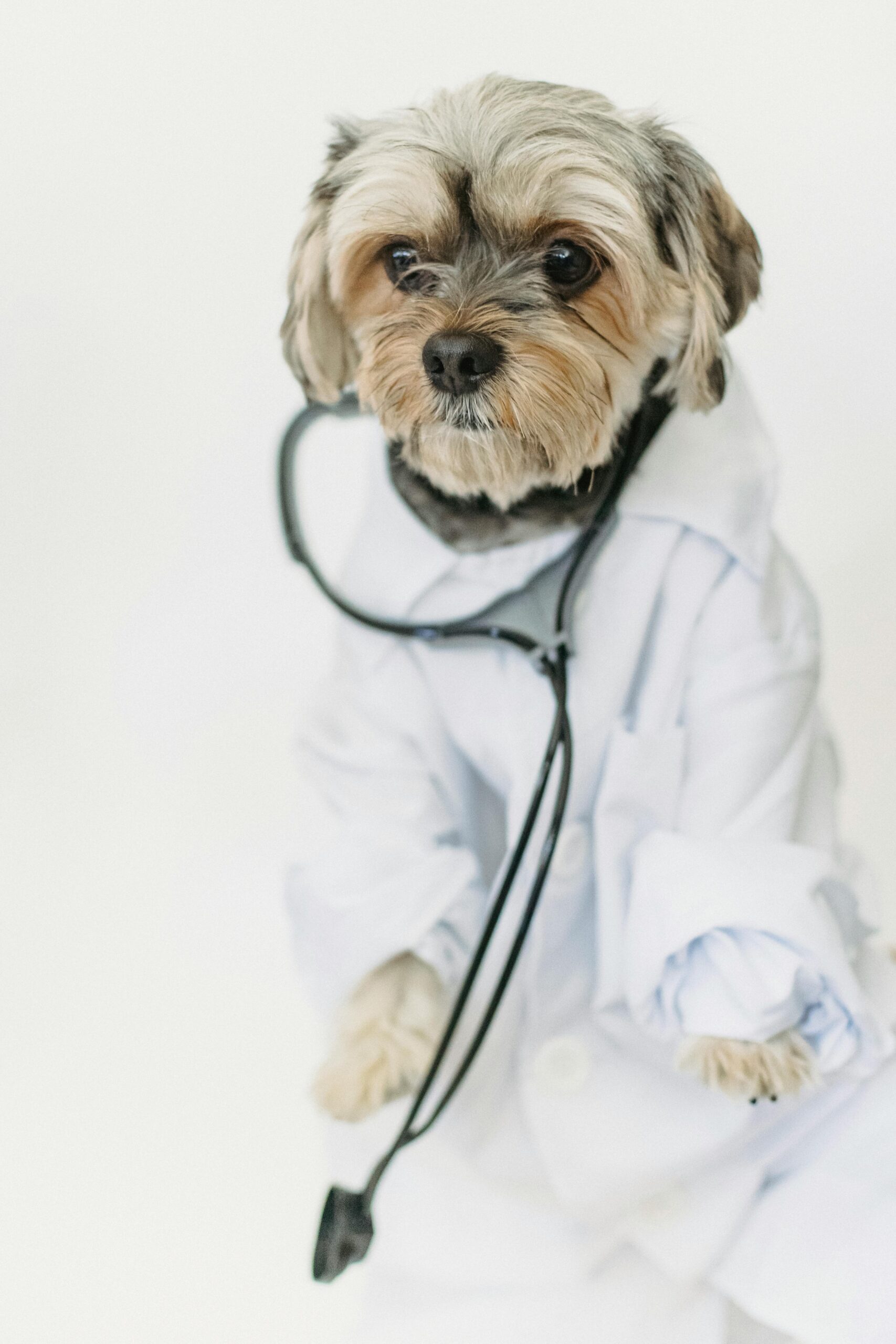 Yorkshire Terrier in a doctor costume with a white lab coat and stethoscope on plain white background.