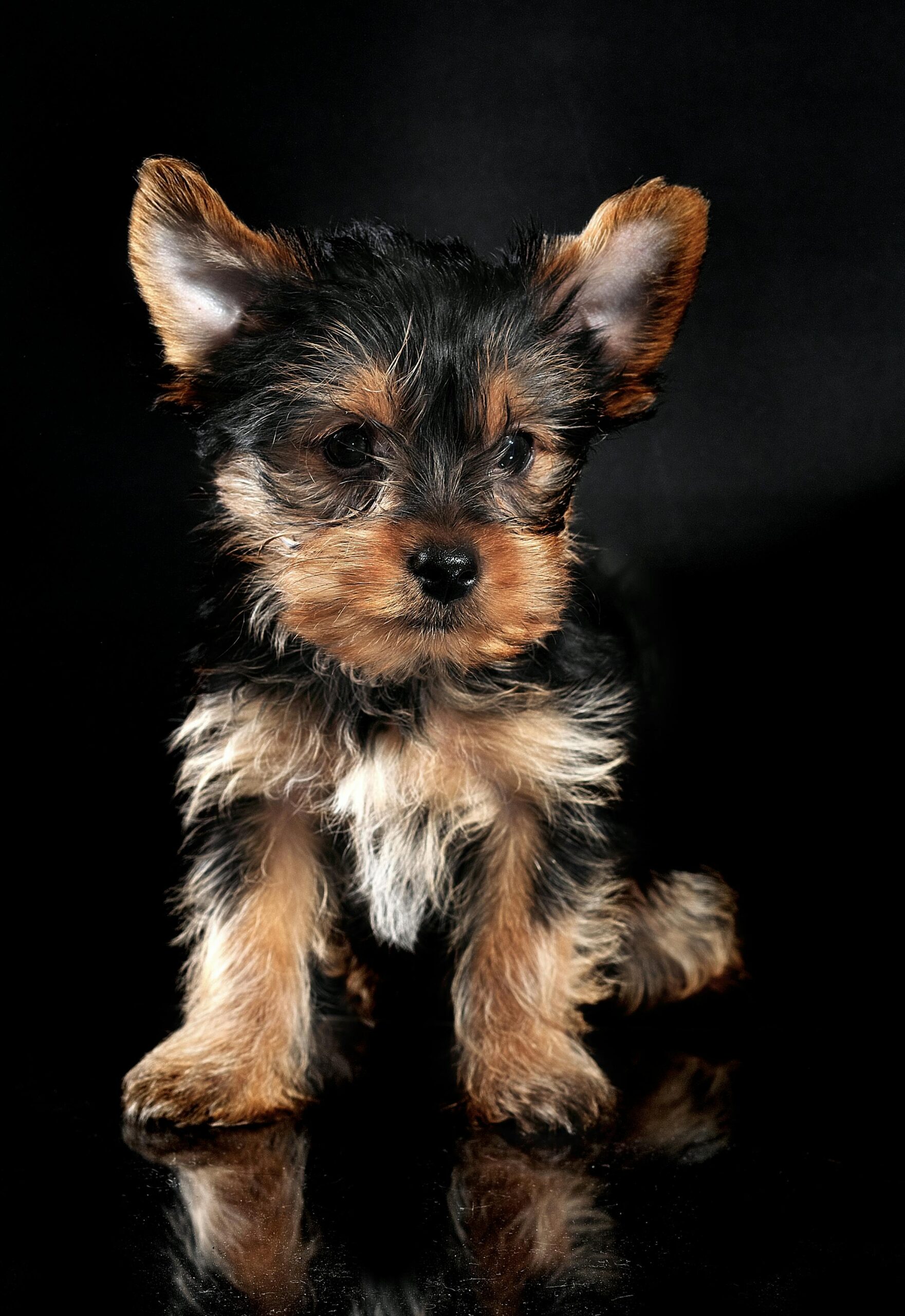 Close-up portrait of a Yorkshire Terrier puppy with shiny black and tan coat against a black backdrop.