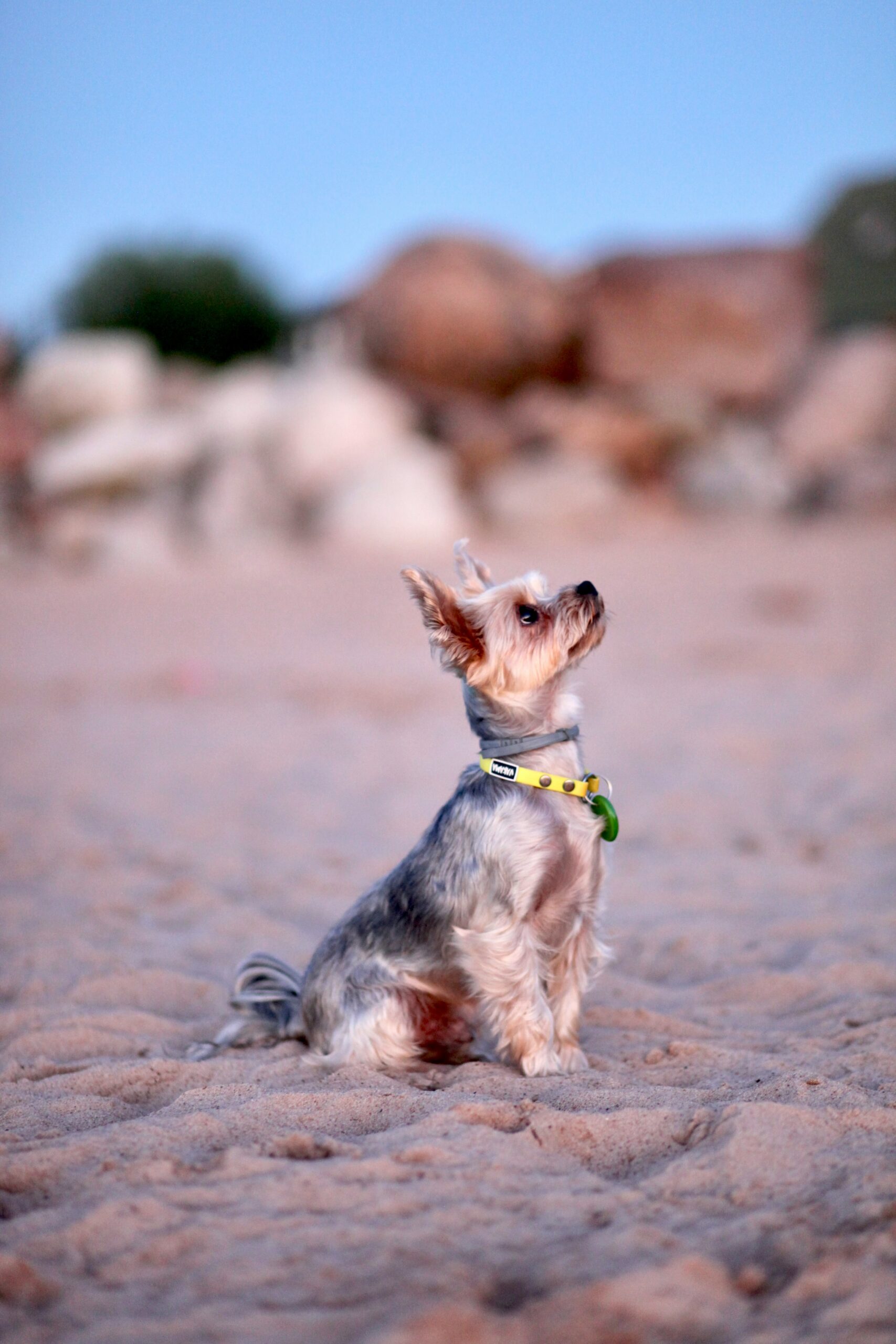 Small Yorkshire Terrier with a collar sitting on sandy beach looking attentively toward the sky.