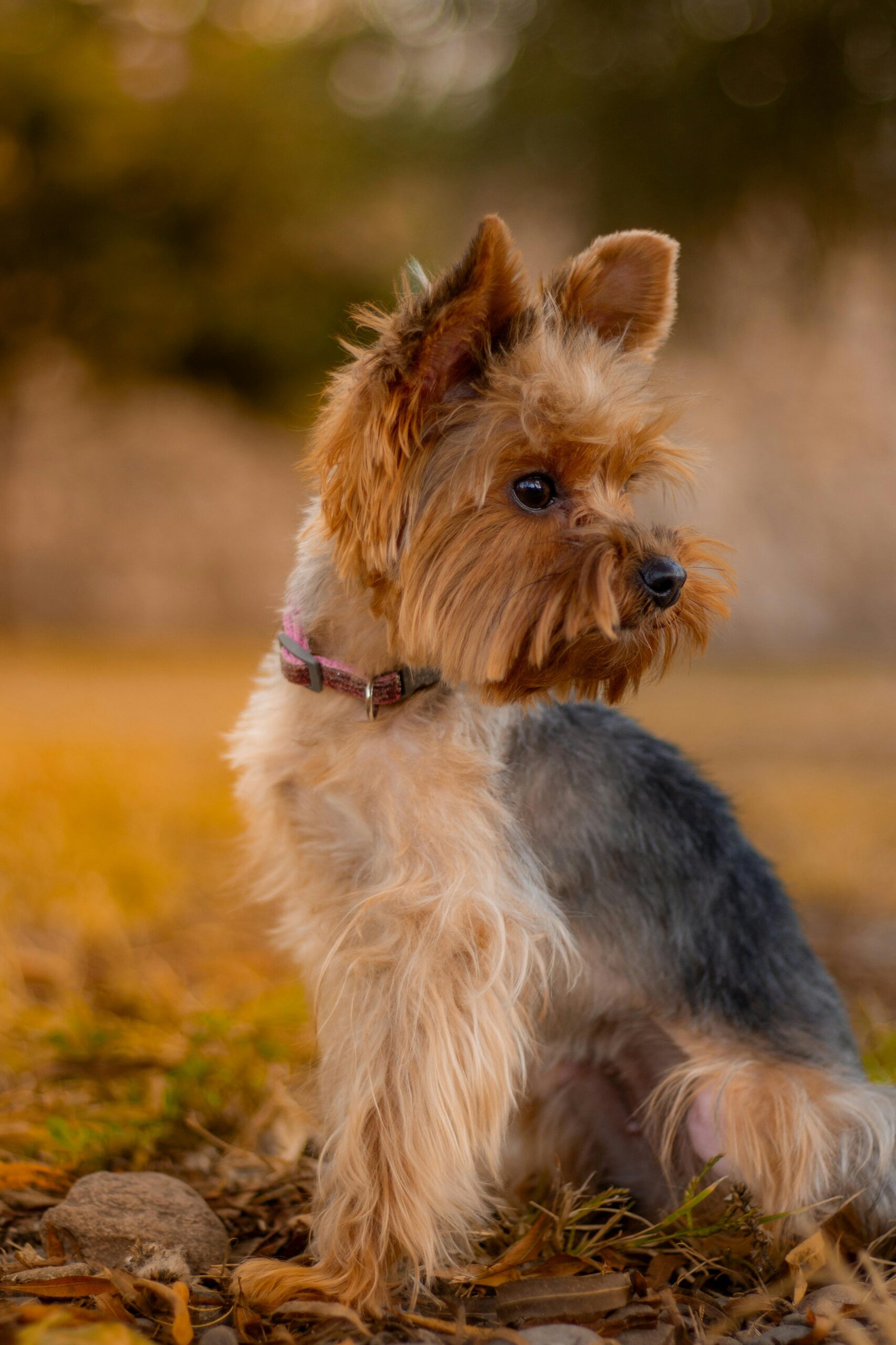 Yorkshire Terrier sitting on autumn leaves, wearing a collar, looking sideways in golden-hour lighting