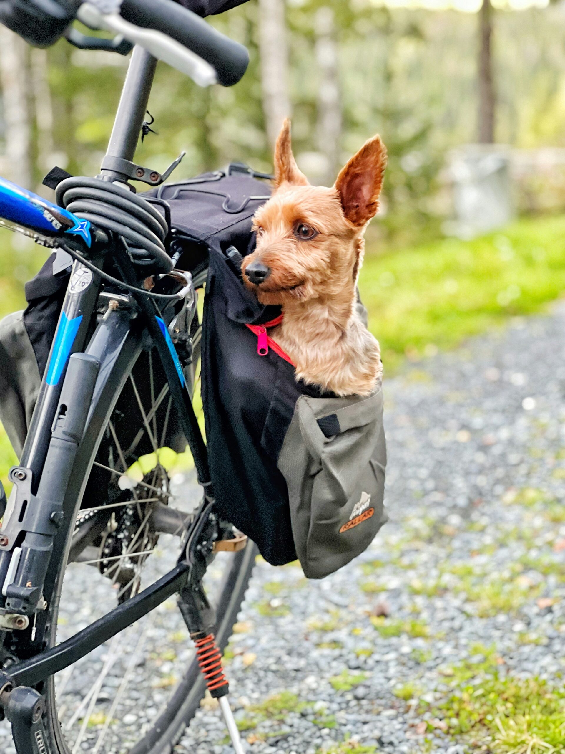 Yorkshire Terrier riding in a bike bag during an outdoor adventure on a forest trail.
