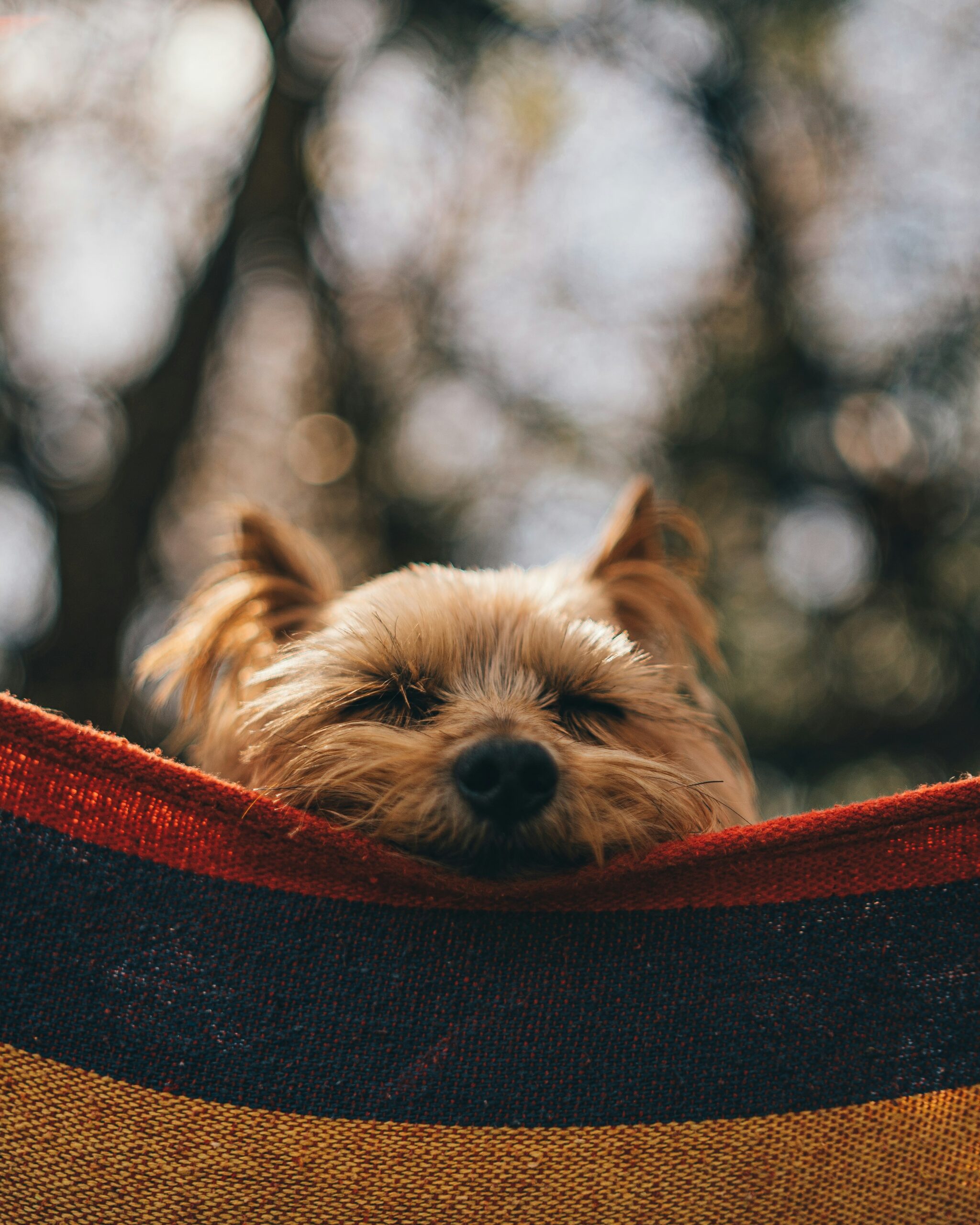 Yorkshire Terrier relaxing in a colorful hammock outdoors with blurred background bokeh