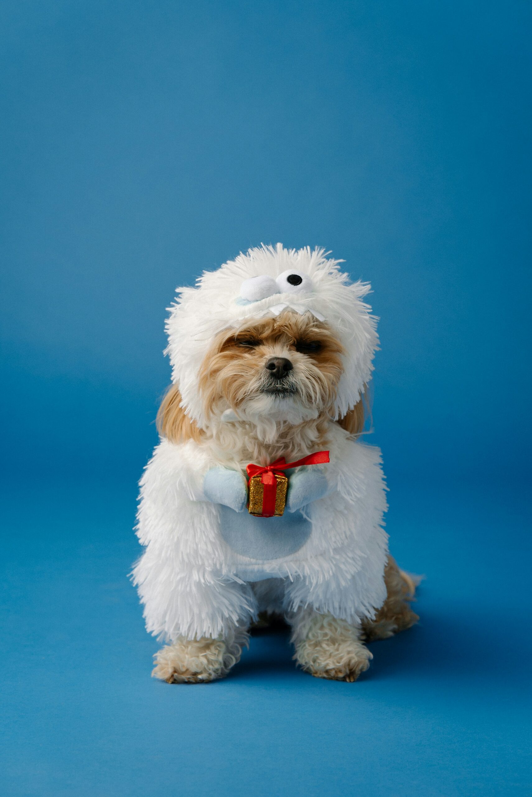 Yorkshire Terrier dressed in a fluffy white monster costume holding a small holiday gift against a blue backdrop