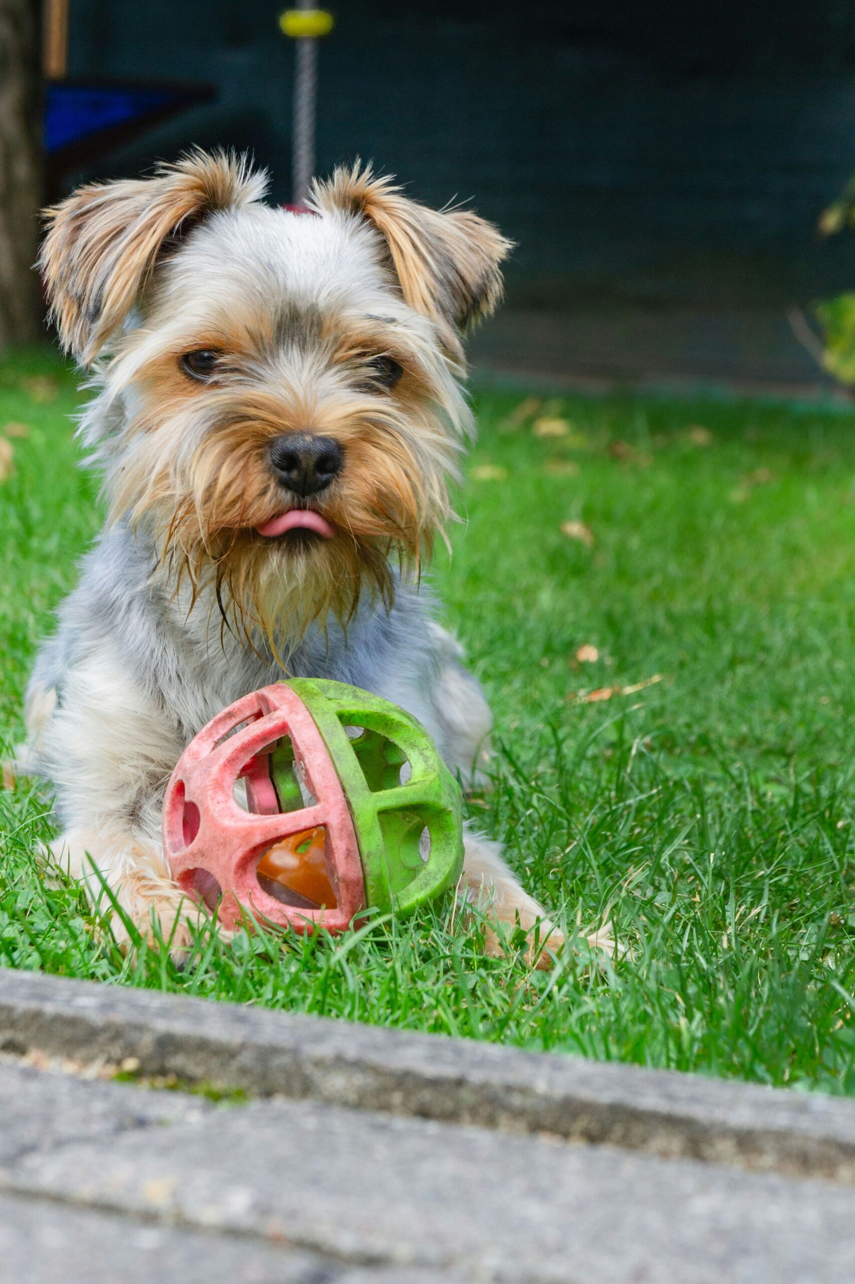 Yorkshire Terrier playing in the grass with a red and green plastic toy ball in its paws